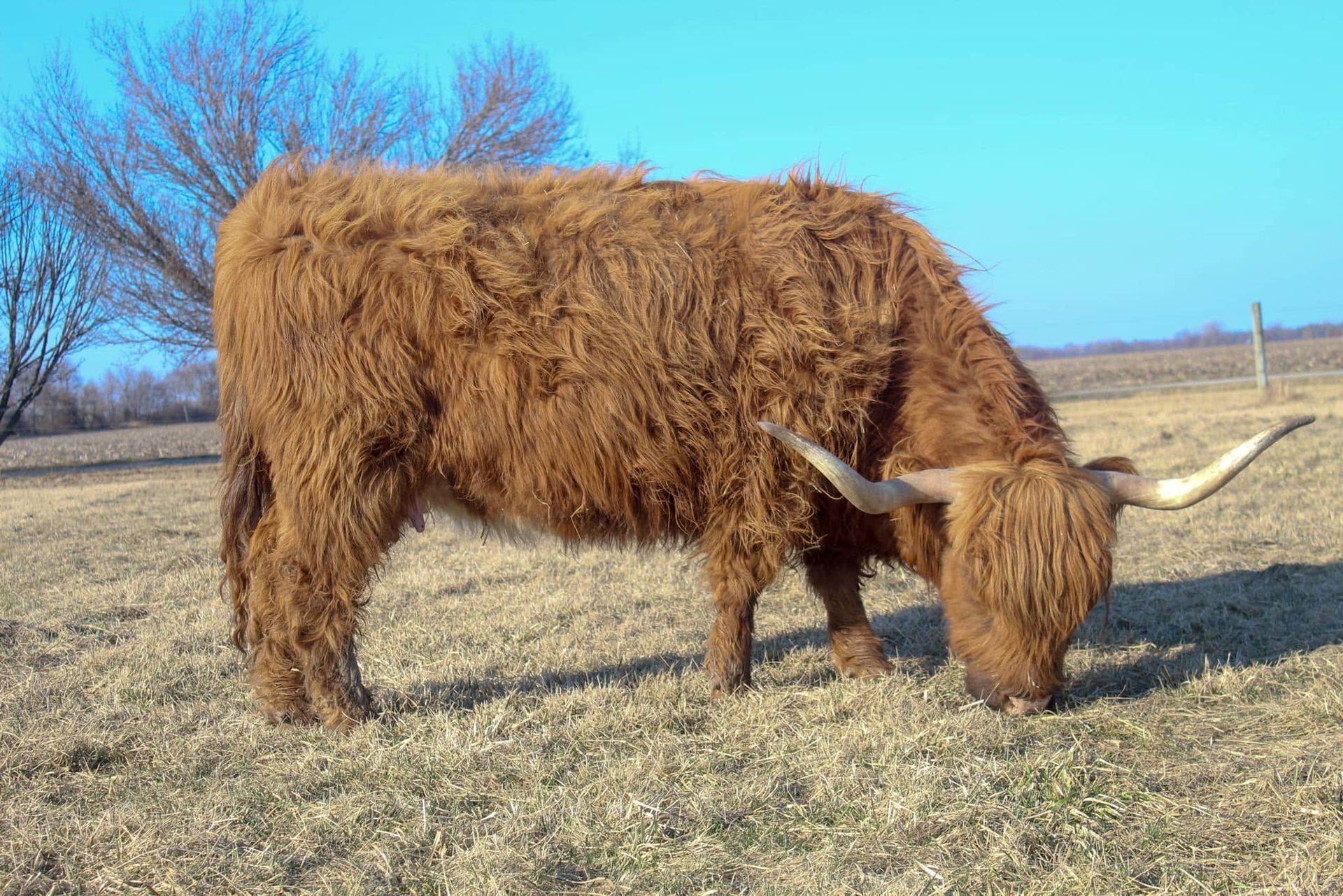 Brown shaggy cow grazing in a dry field under a blue sky