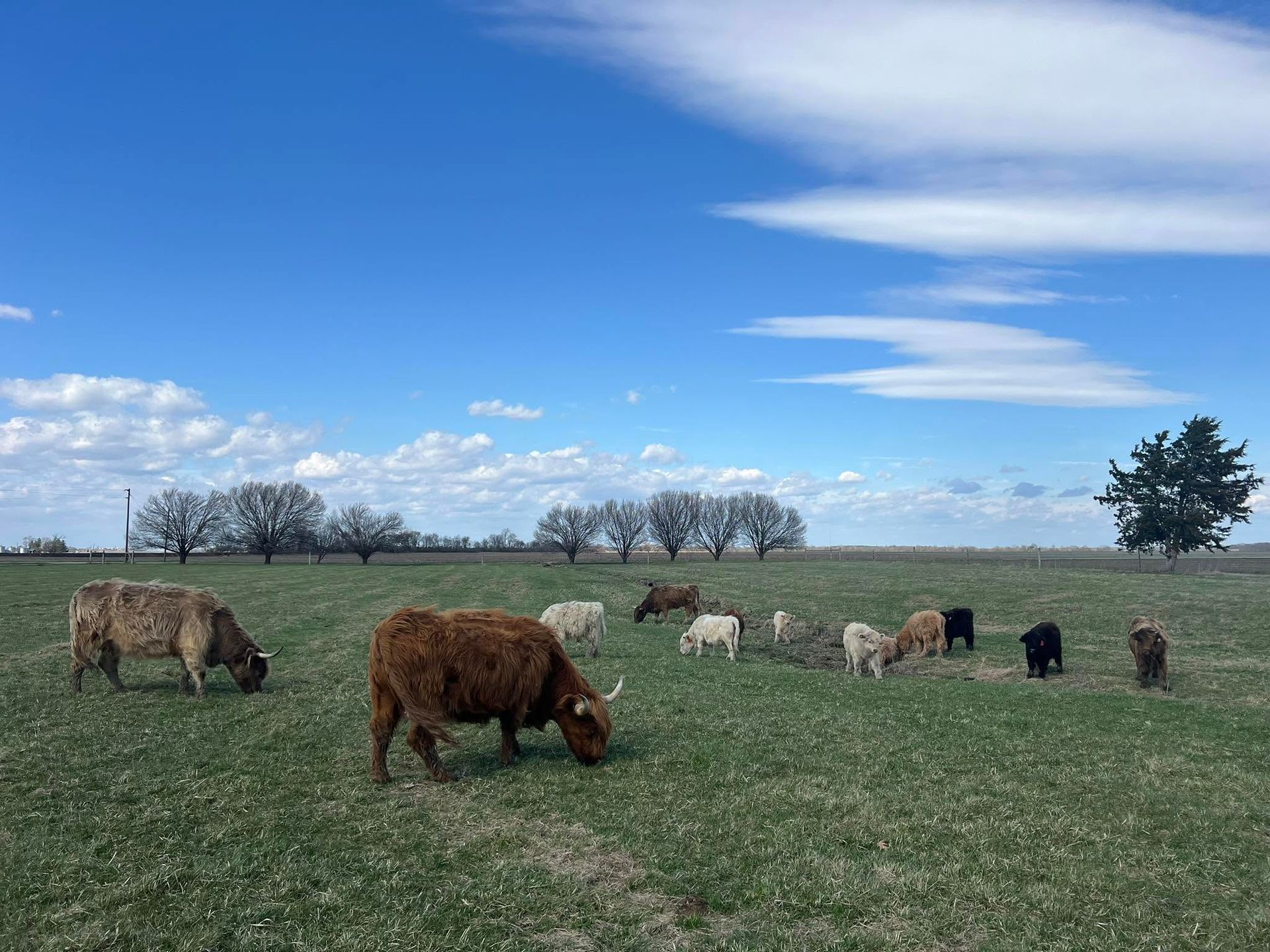 Cows grazing in a green field under a blue sky with scattered clouds