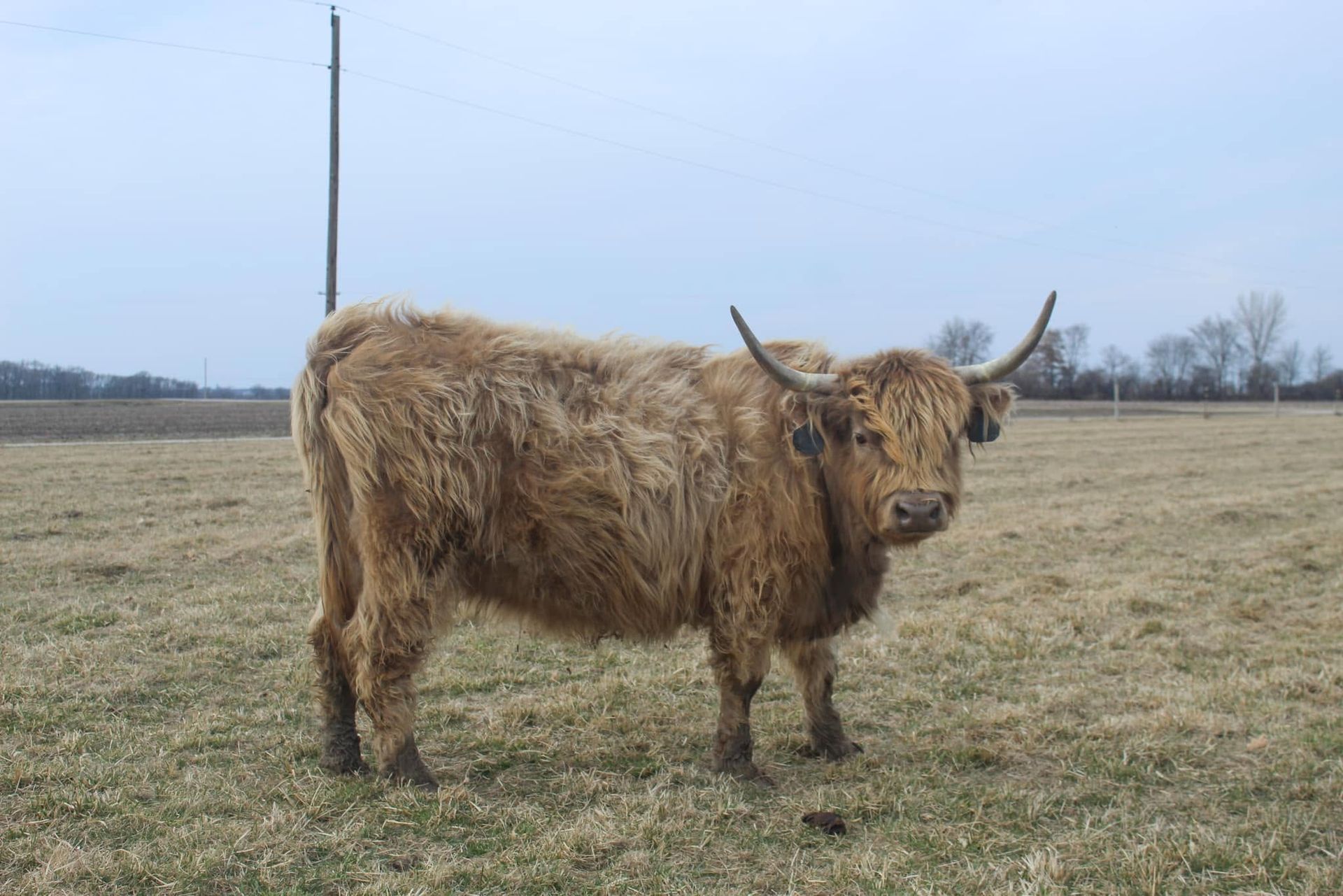 Fluffy brown Highland cow standing in a grassy field under a cloudy sky