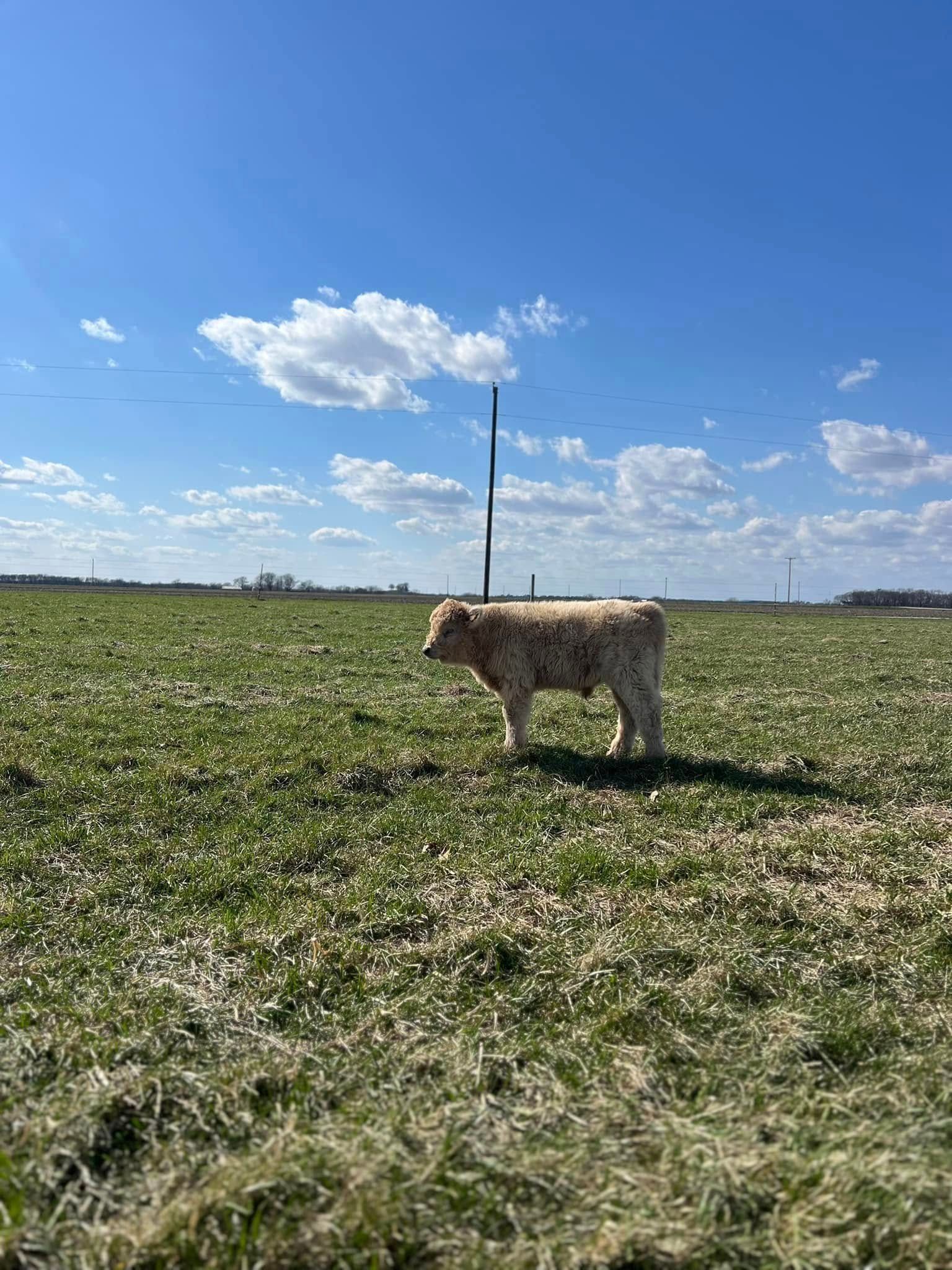 Small fluffy dog standing in a grassy field under a blue sky with clouds