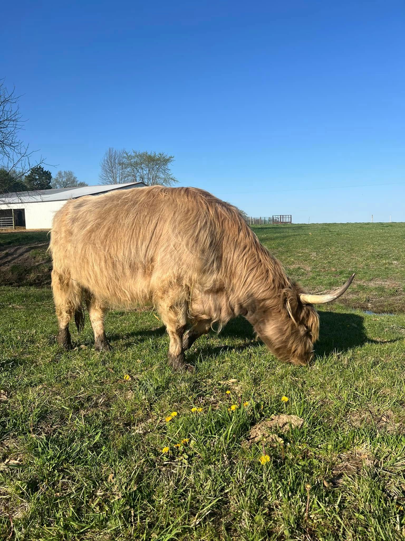 Brown cow grazing in a sunny green pasture near a white barn under a blue sky