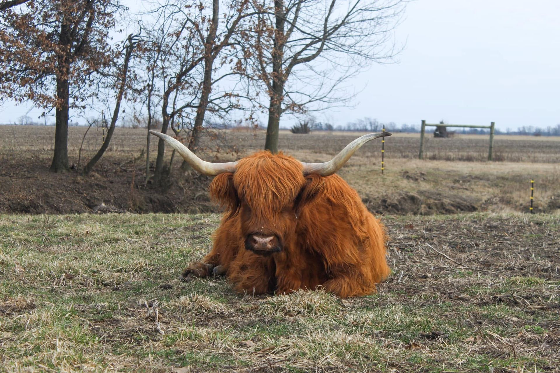 Long-haired brown Highland cow resting in a field with bare trees and open countryside.