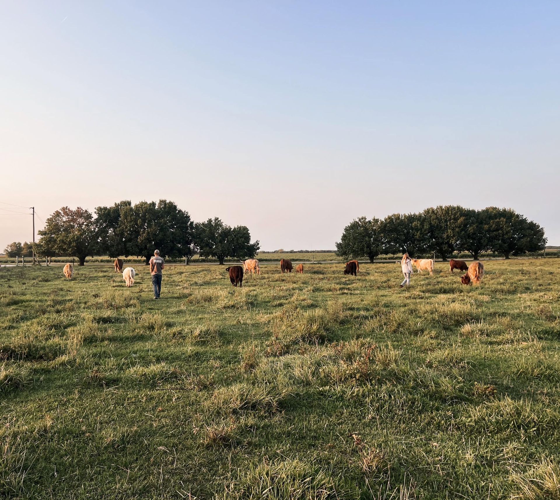 People scattered across a grassy field with trees under a clear sky at sunset