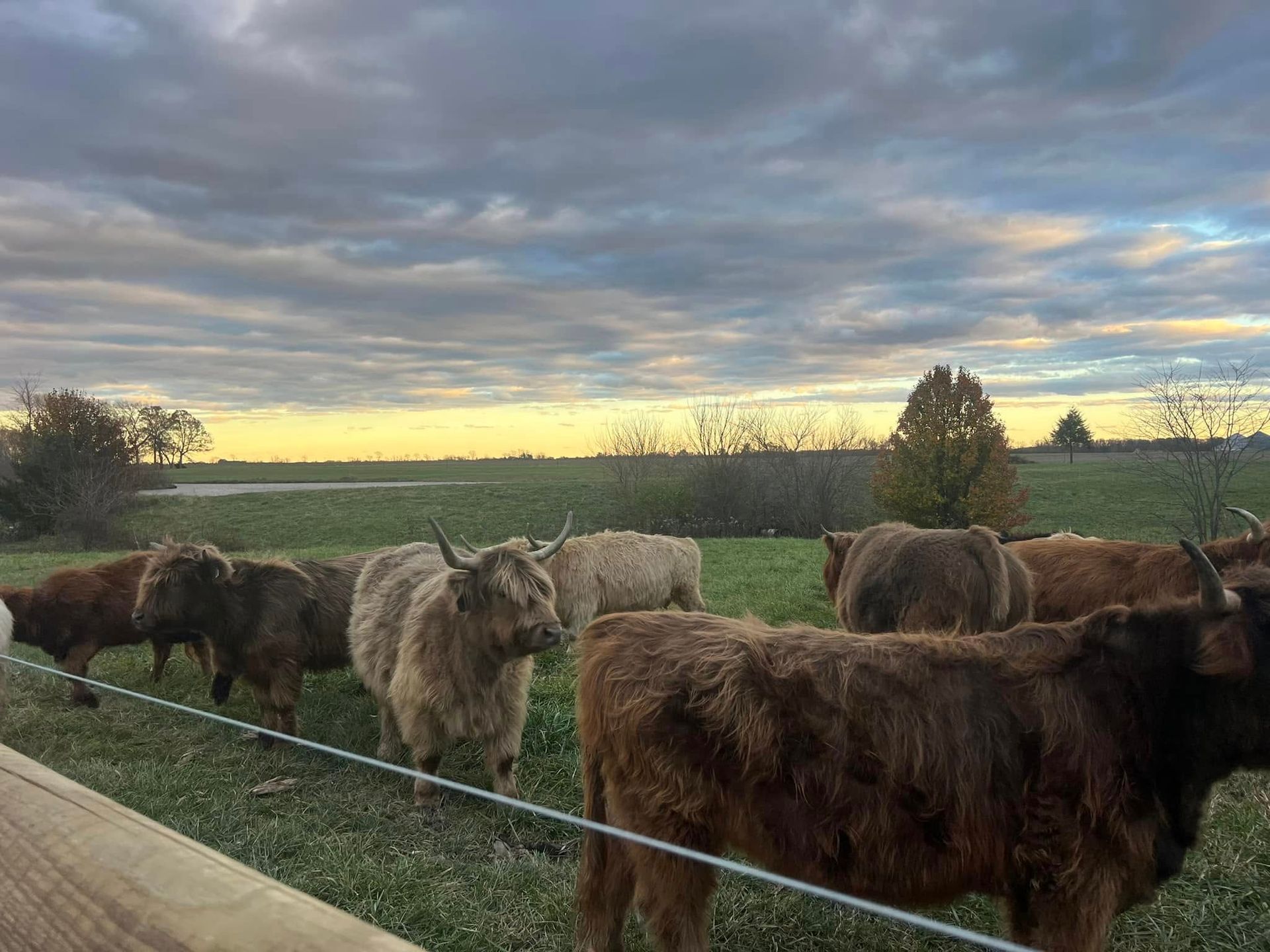Cattle grazing in a field at sunset beneath a cloudy sky