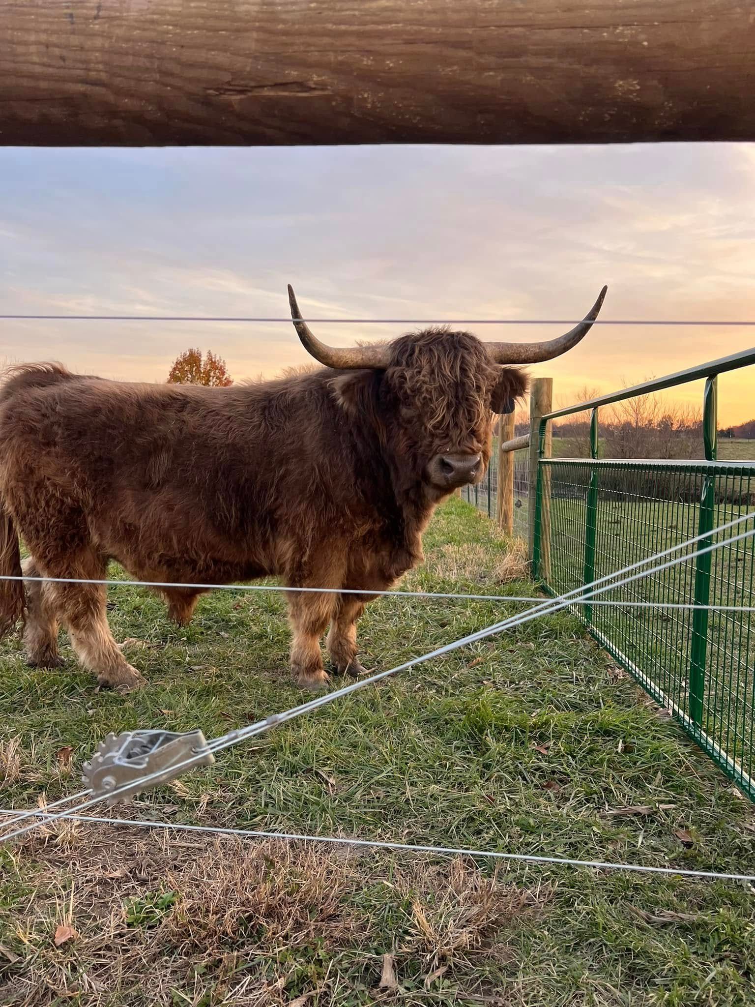 Brown Highland cow standing by a green fence in a grassy pasture at sunset