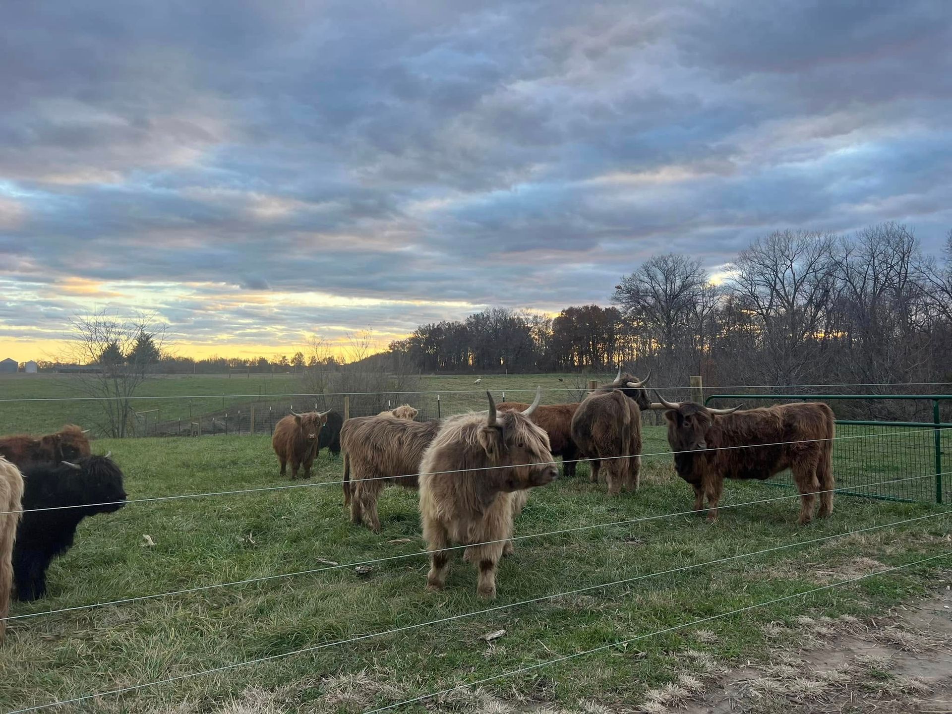 Cows grazing in a grassy field under a cloudy sunset sky