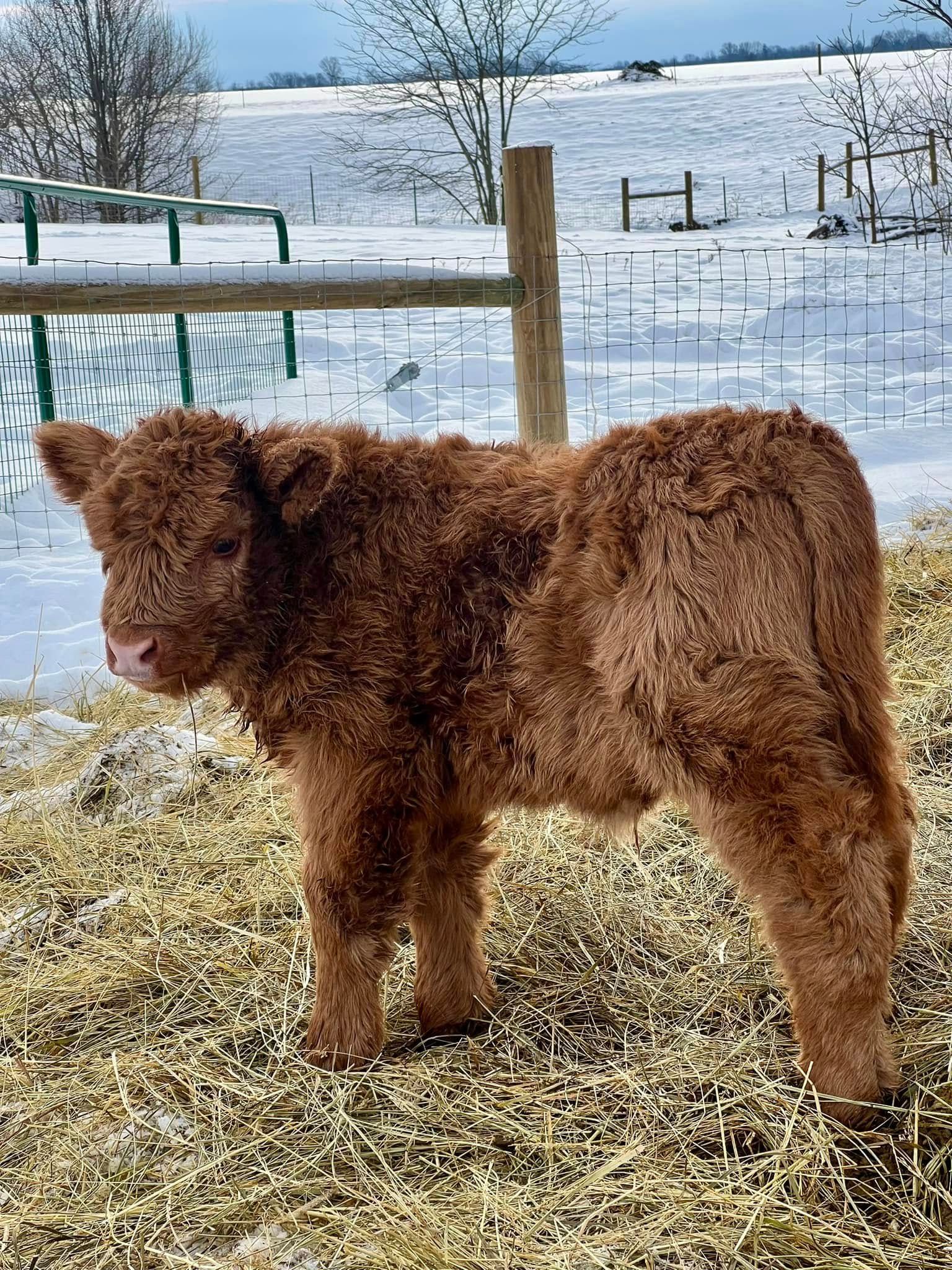 Brown calf standing in a snowy fenced pasture, facing the camera.
