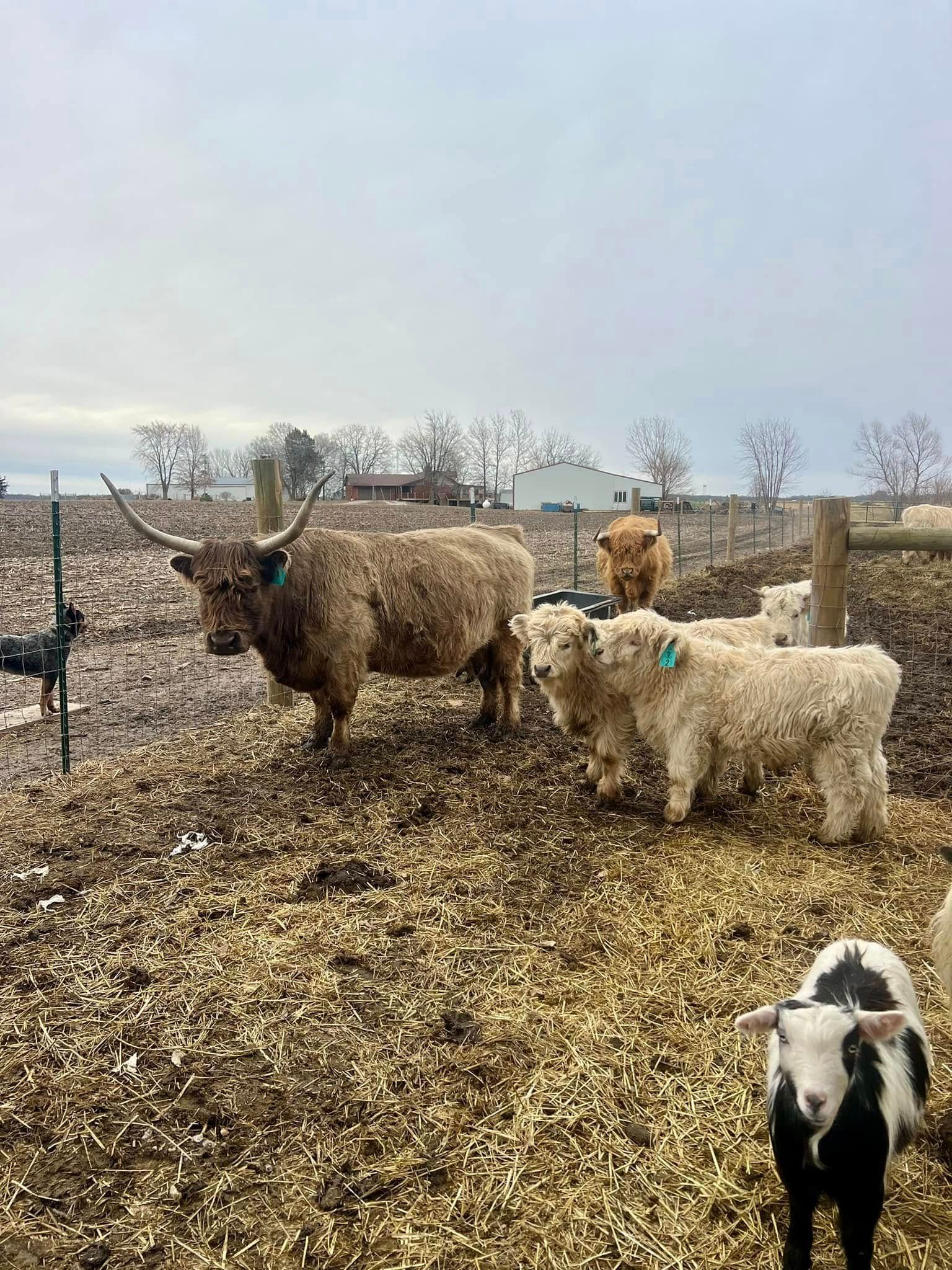Cows and calves standing in a muddy fenced pasture under an overcast sky