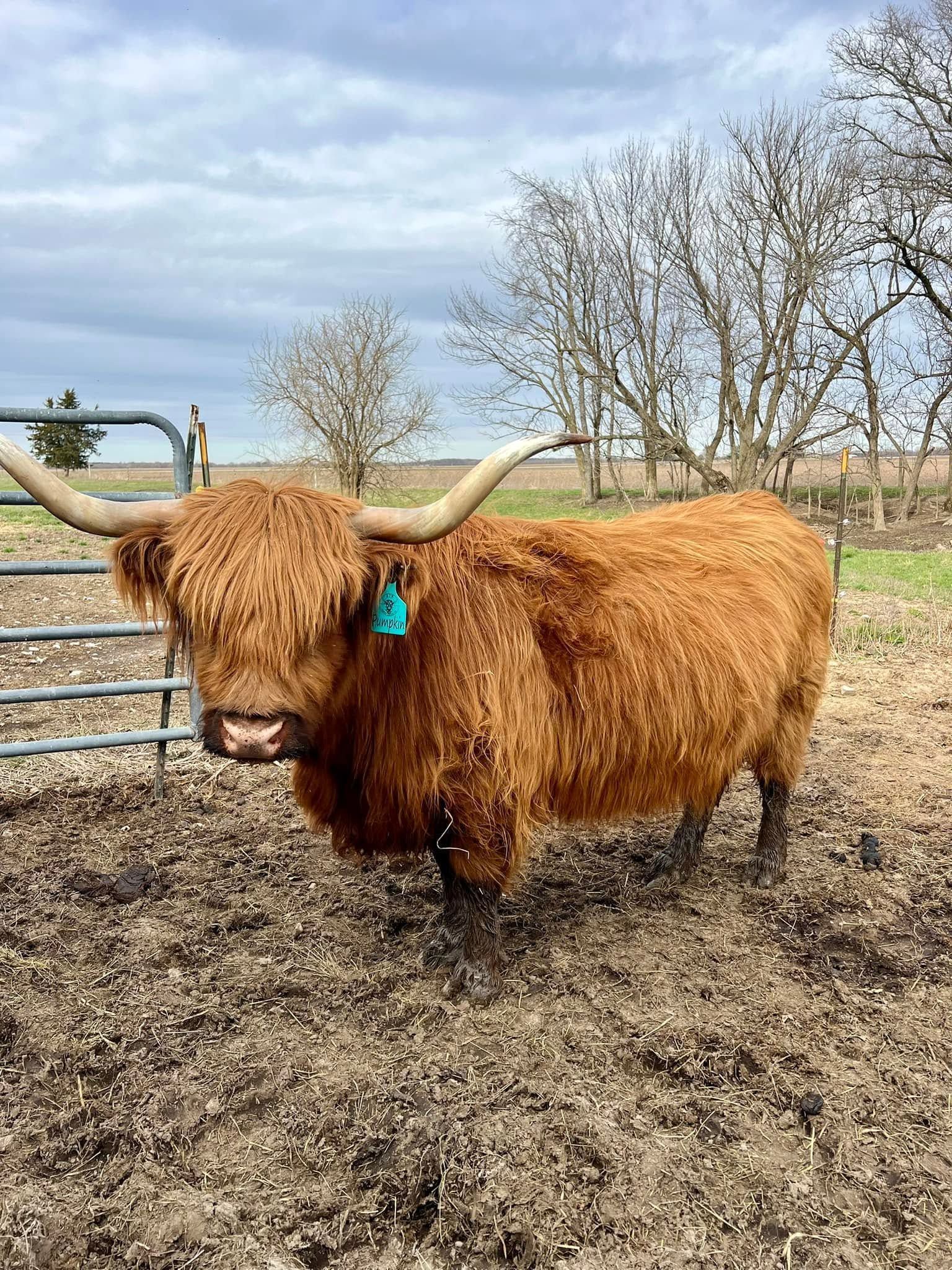 Long-haired brown cow with large horns standing in a fenced dirt field under a blue sky