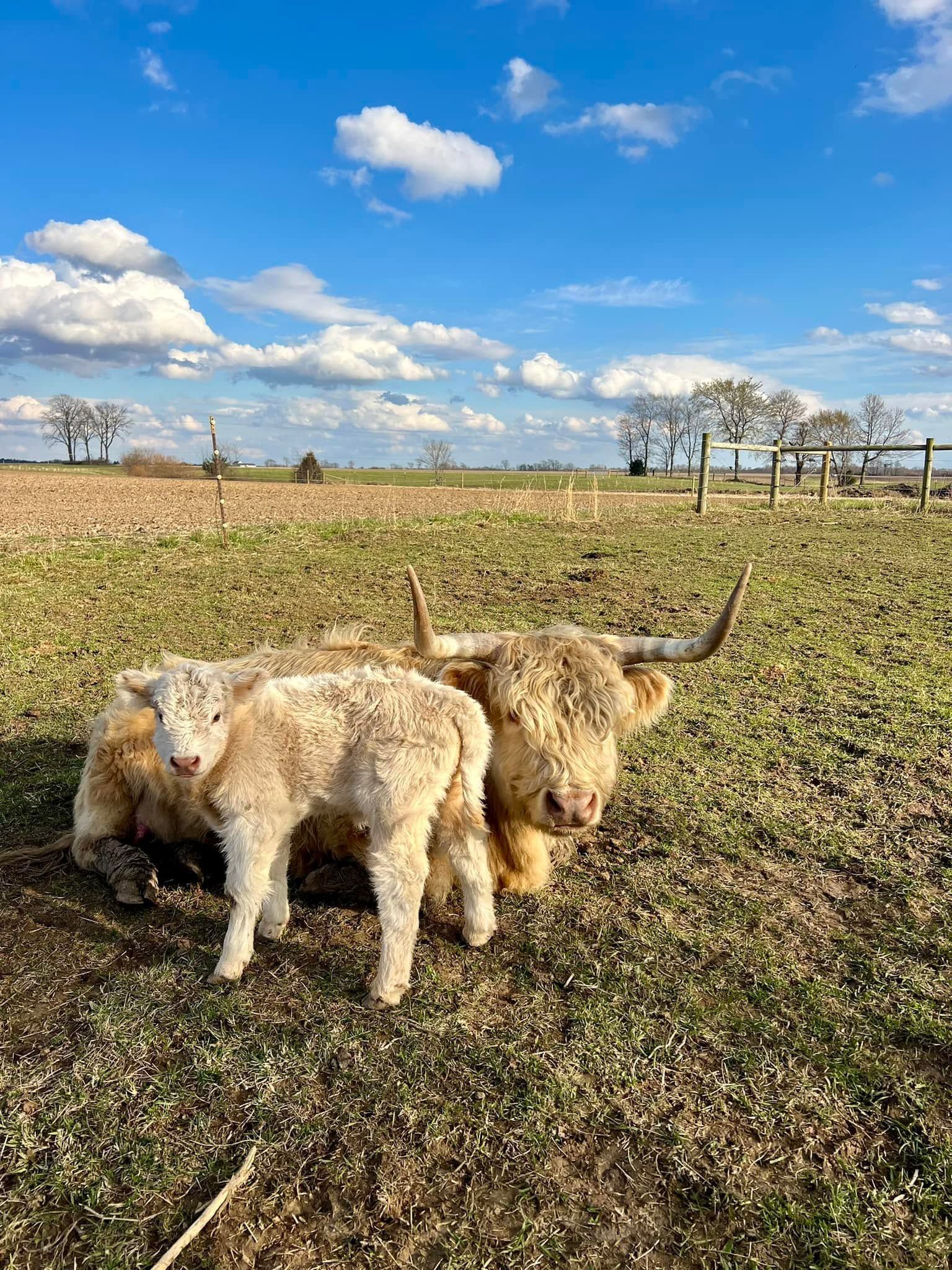 Two shaggy dogs sniffing the ground in a grassy field under a blue sky with clouds
