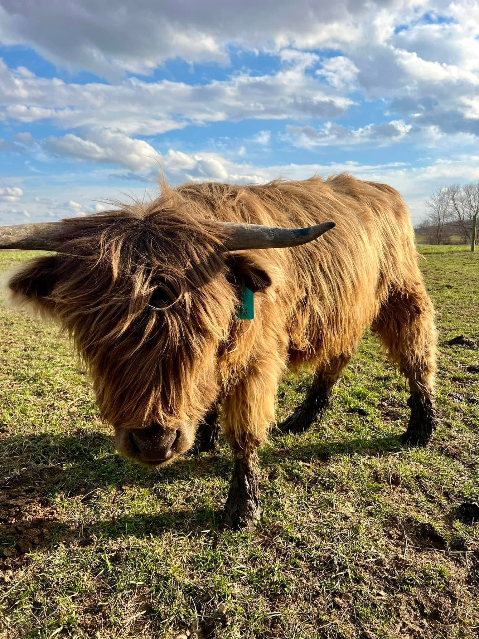 Brown Highland cow with shaggy fur and horns grazing in a grassy field under a blue, cloudy sky
