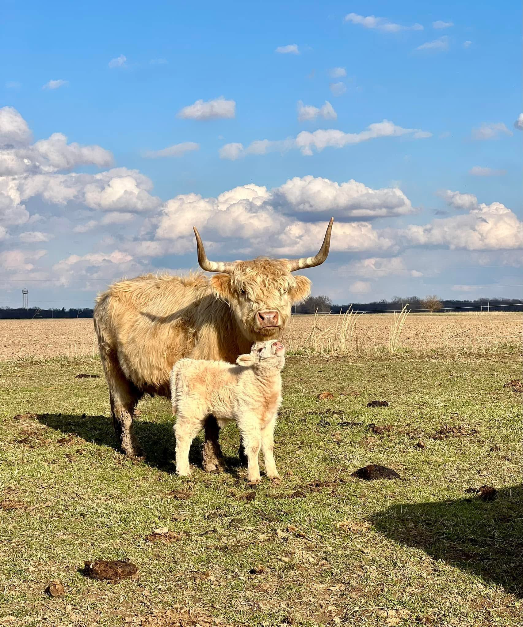Two Highland cattle standing in a grassy field under a blue sky with clouds.