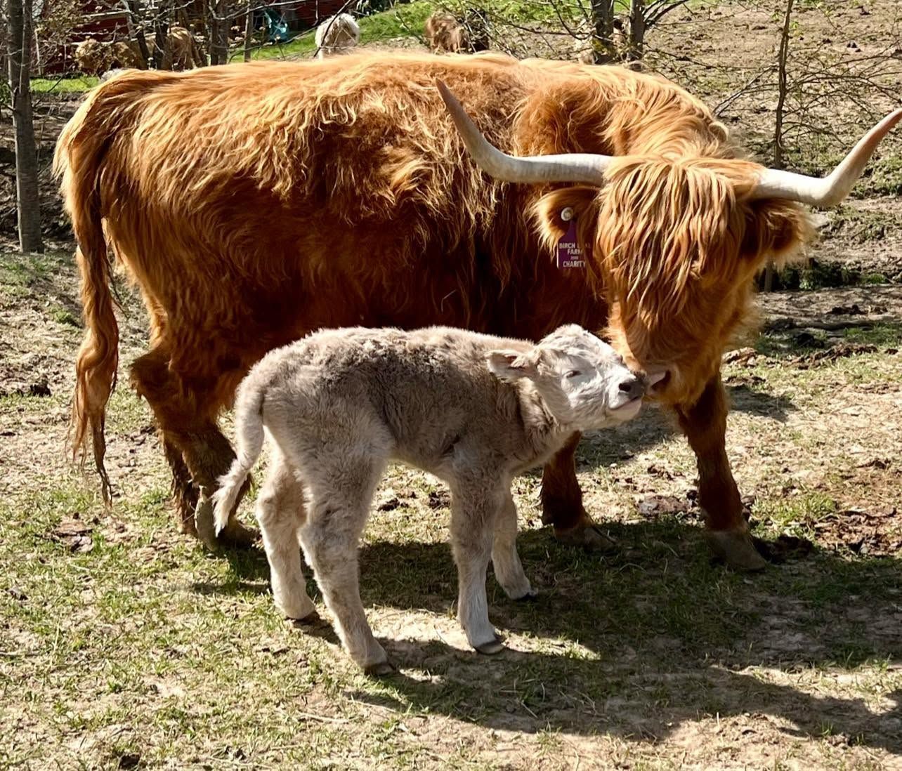 Tan Highland cow stands behind a light gray calf in a sunny grassy field.