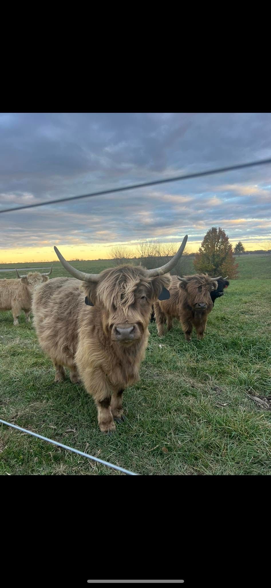 Curious brown sheep in a grassy pasture at sunset, looking toward the camera.