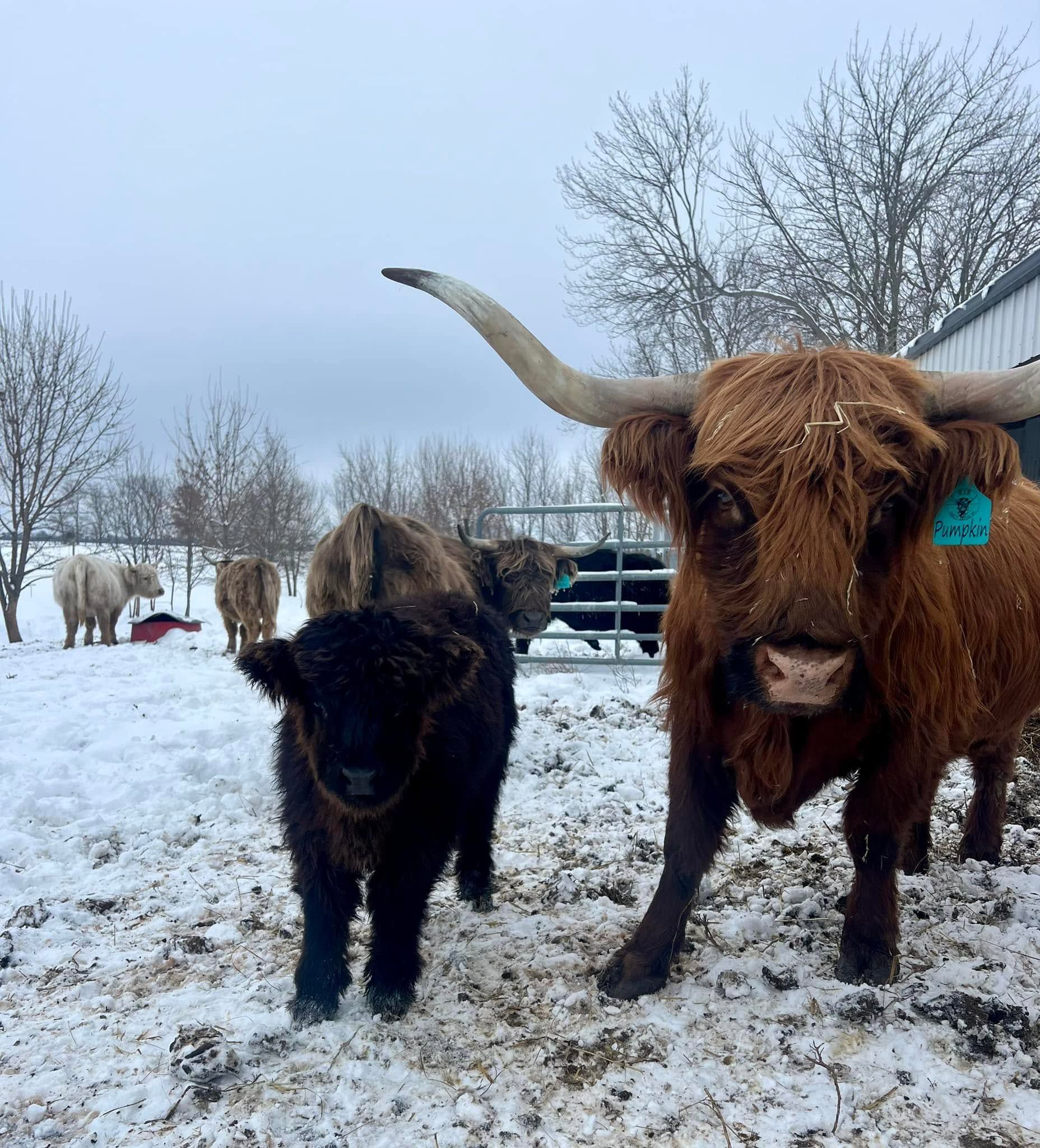 Two shaggy cattle standing in snowy pasture, one black and one brown with large horns.