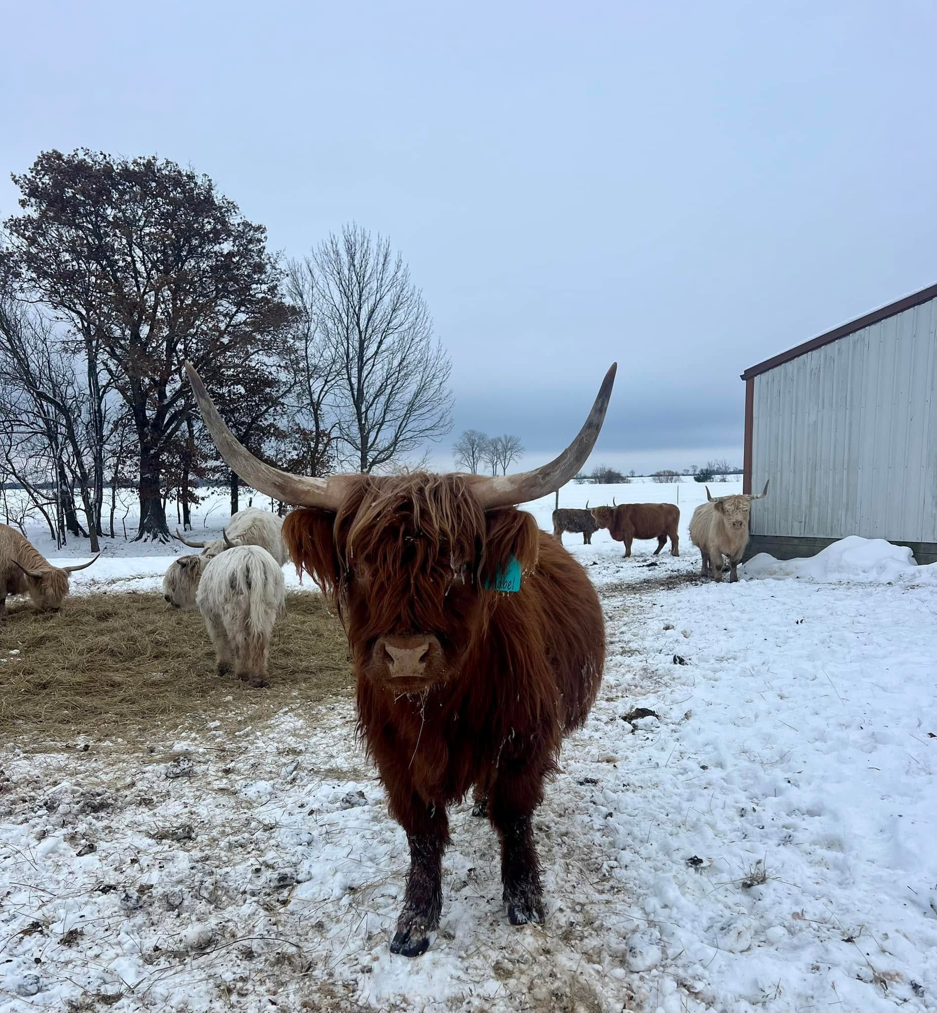 Brown longhorn cow standing in a snowy farmyard near a barn and sheep under an overcast sky