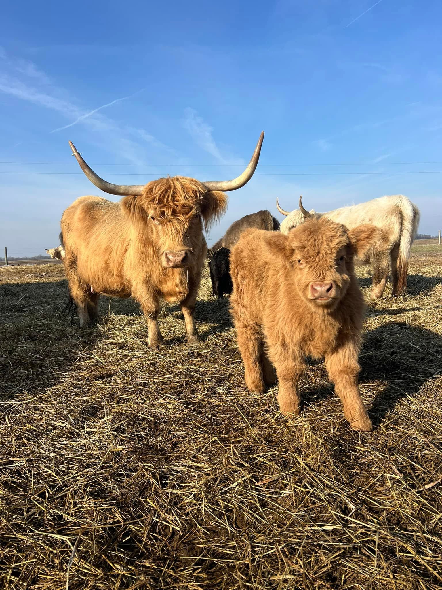 Two shaggy Highland cattle standing in a sunlit field under a blue sky