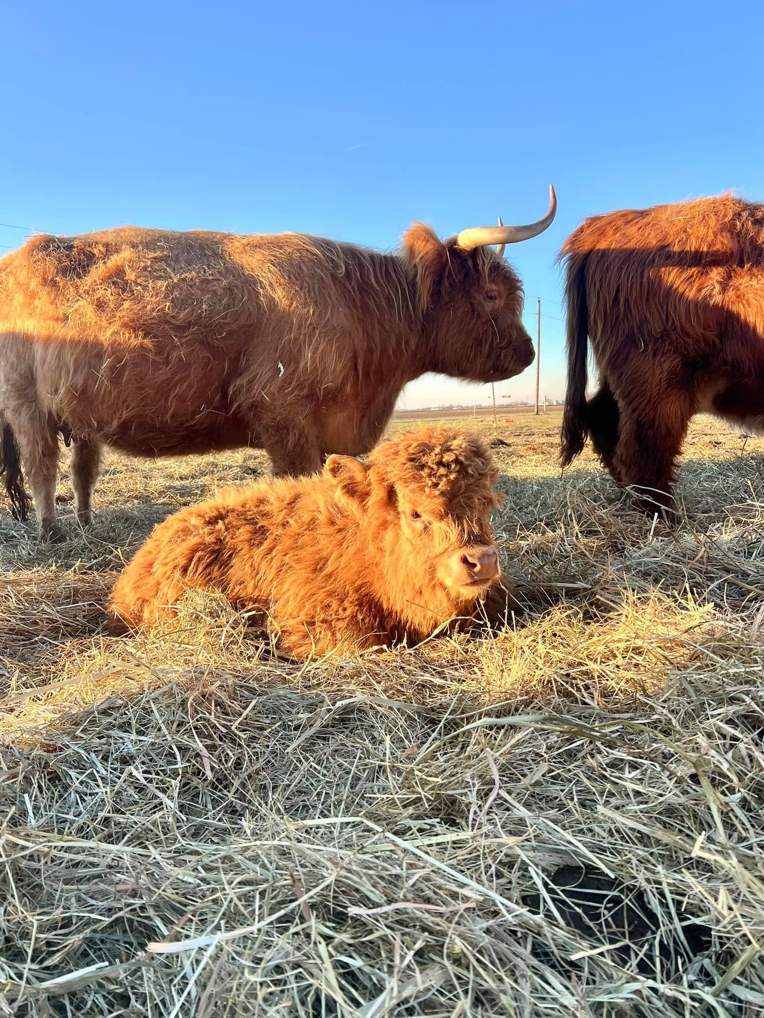 Three brown Highland cattle in a sunlit field, one lying in front and two standing behind.