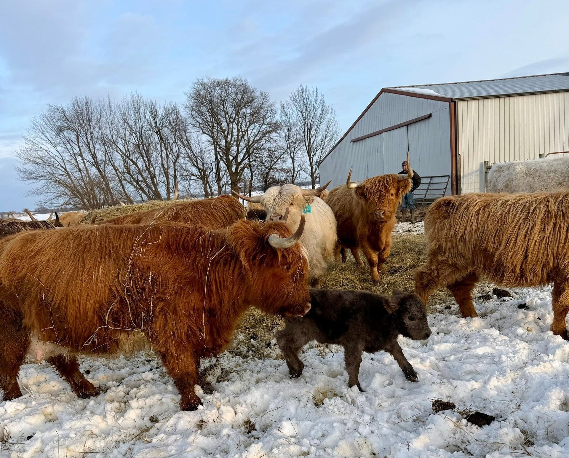 Brown cattle standing in snowy pasture beside a barn, with trees in the background