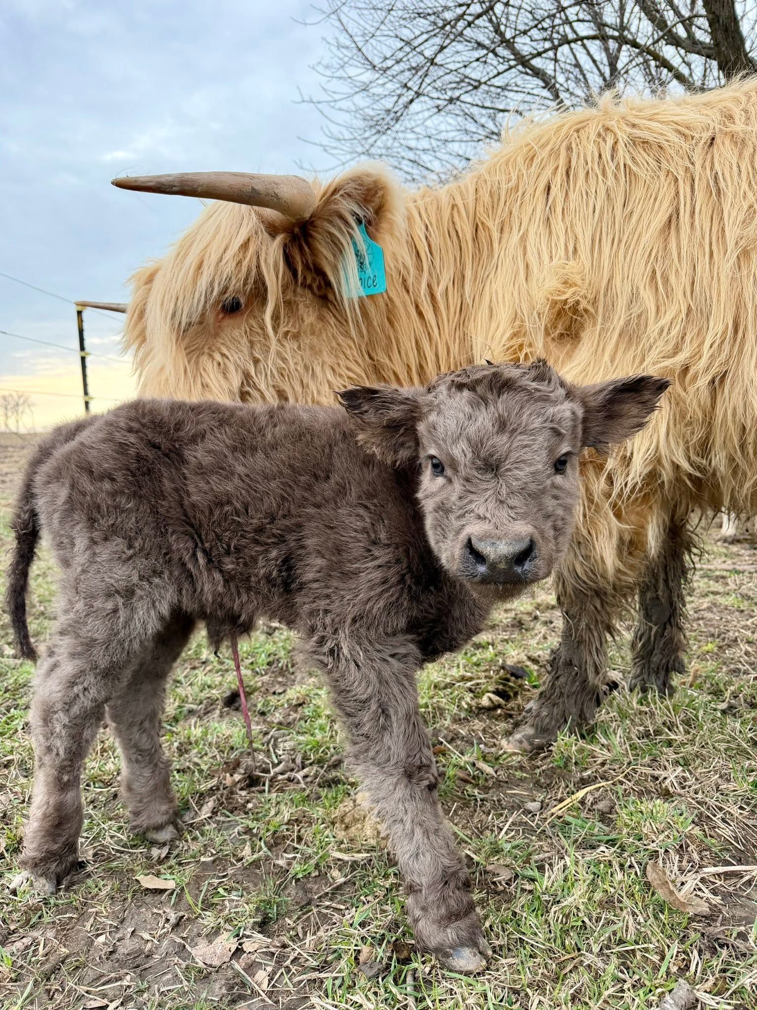 Brown calf standing in front of a shaggy tan cow in a grassy field