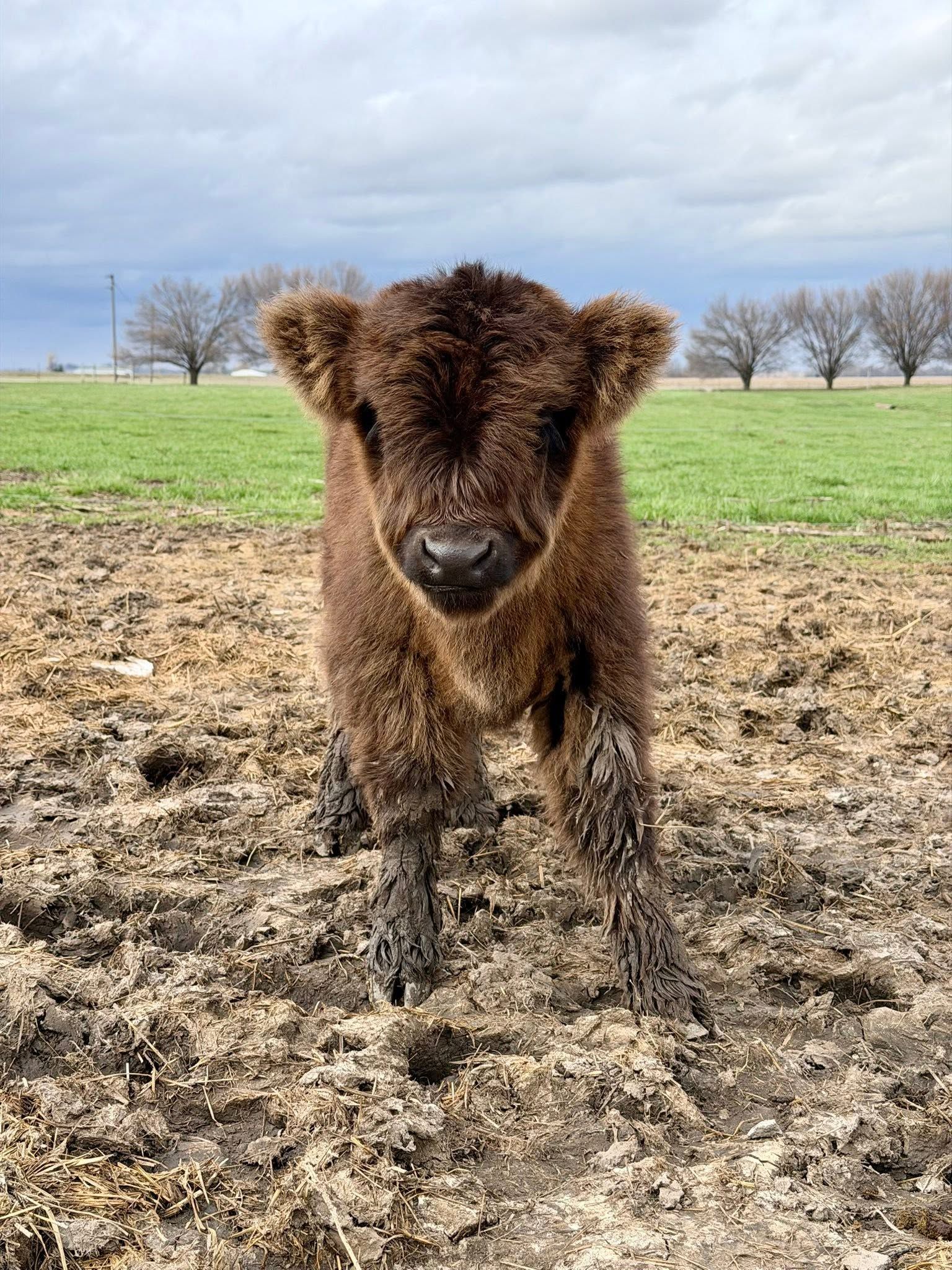 Brown calf standing in a muddy field with green grass and leafless trees in the background