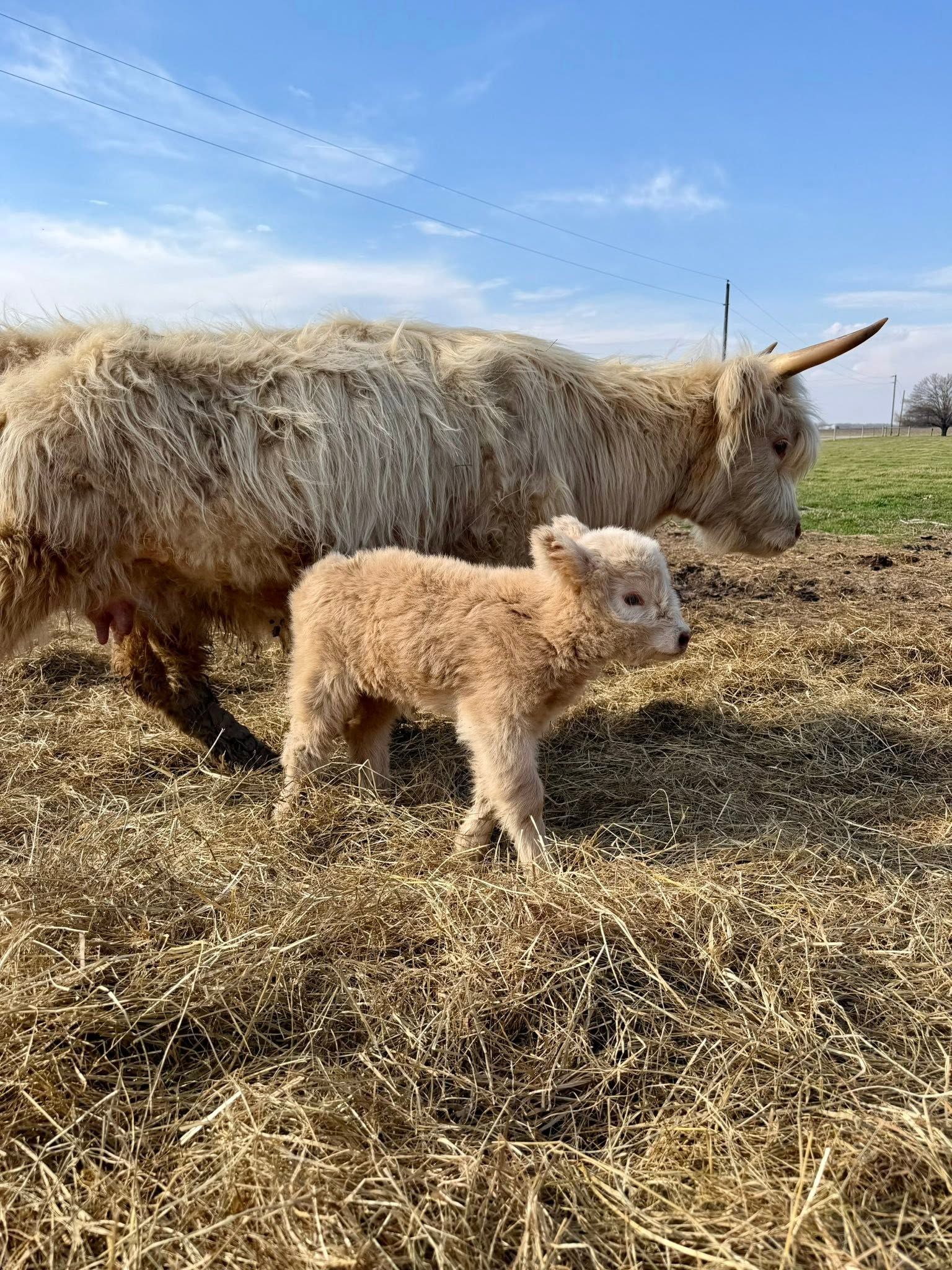 Cream-colored lamb standing in a dry field beside a shaggy white cow under a blue sky