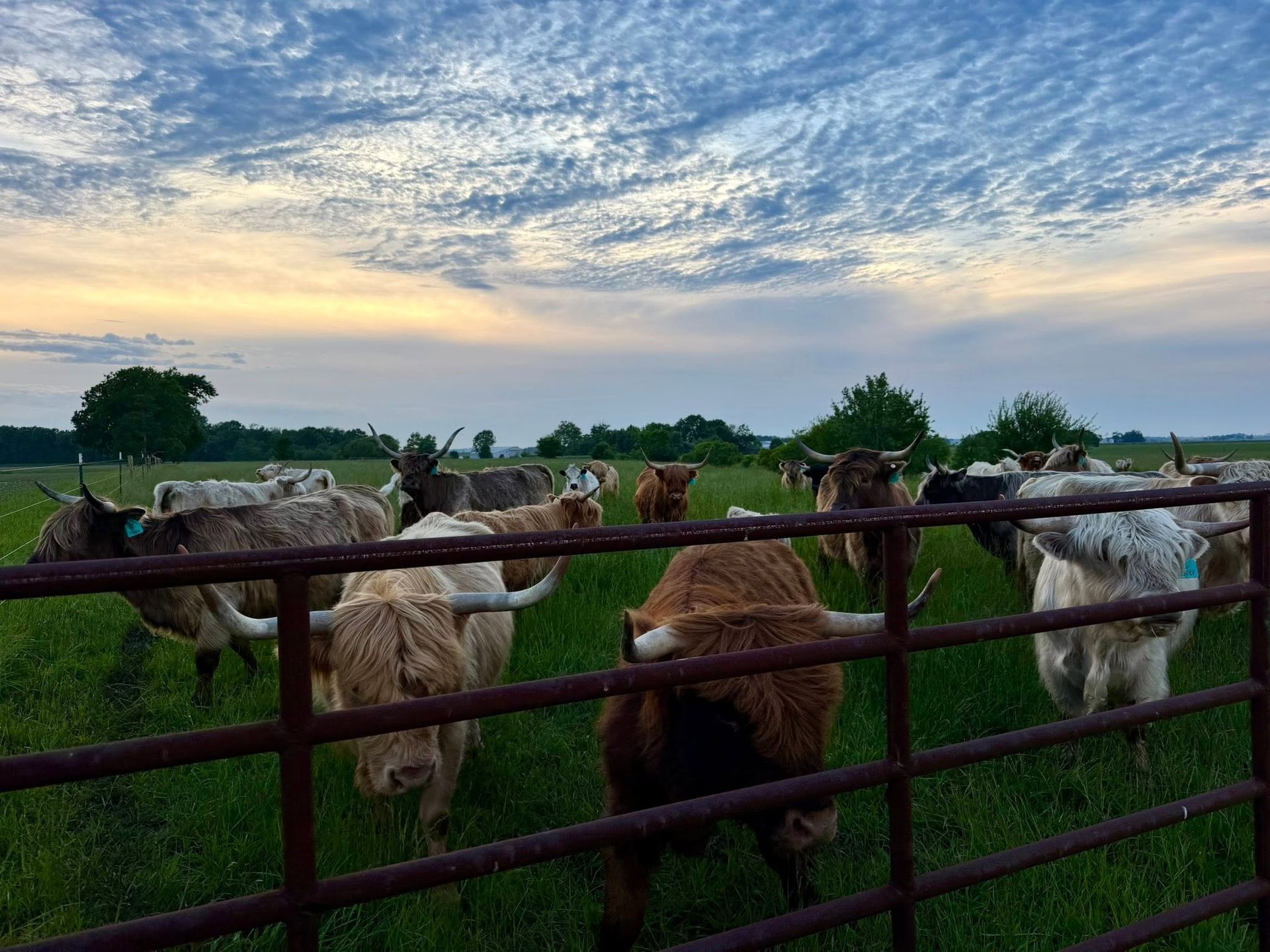 Goats in a green field behind a fence at sunset under a cloudy sky