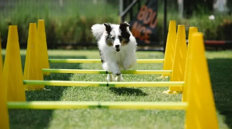 Sport e Attività con il Cane