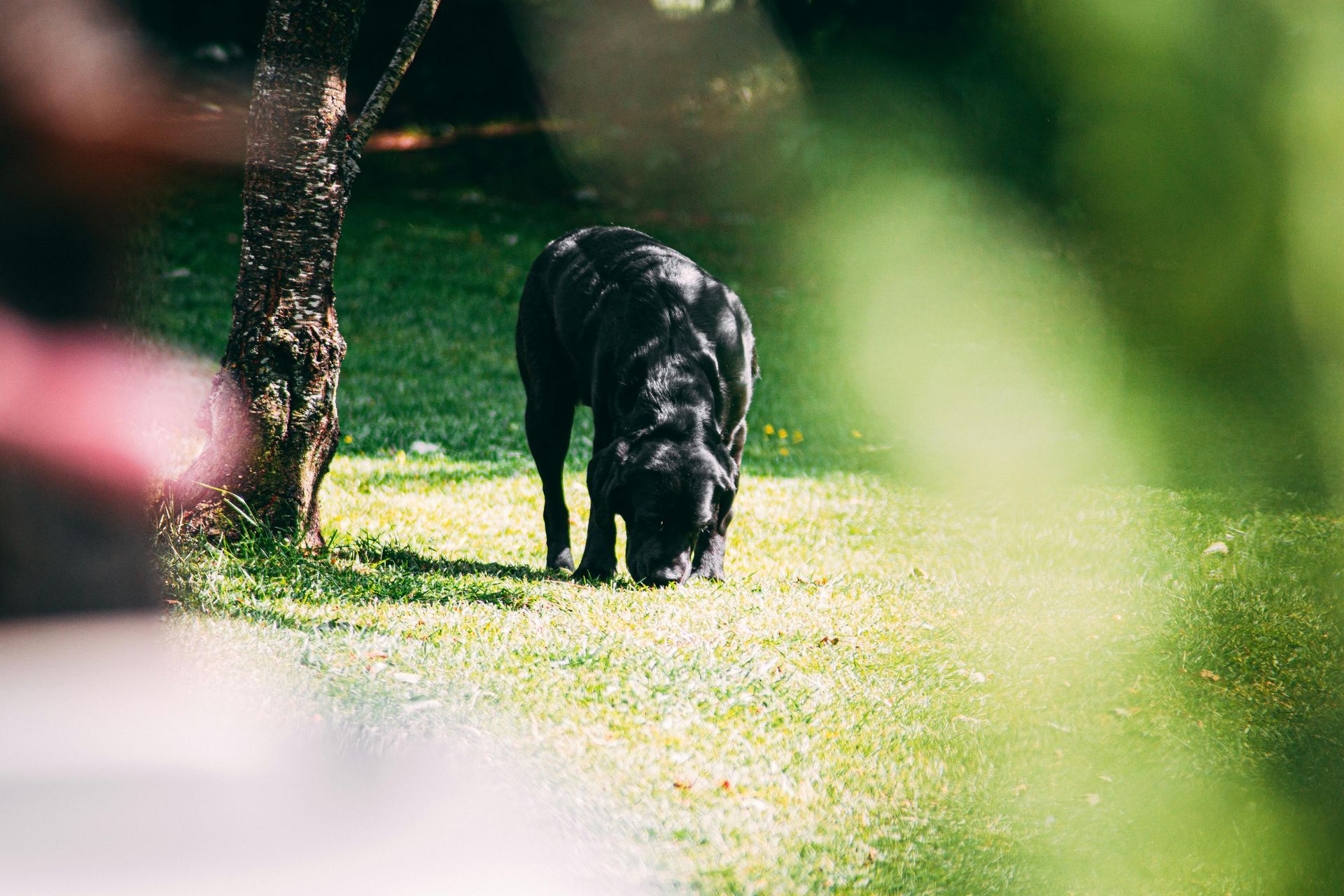 Sport e Attività con il Cane