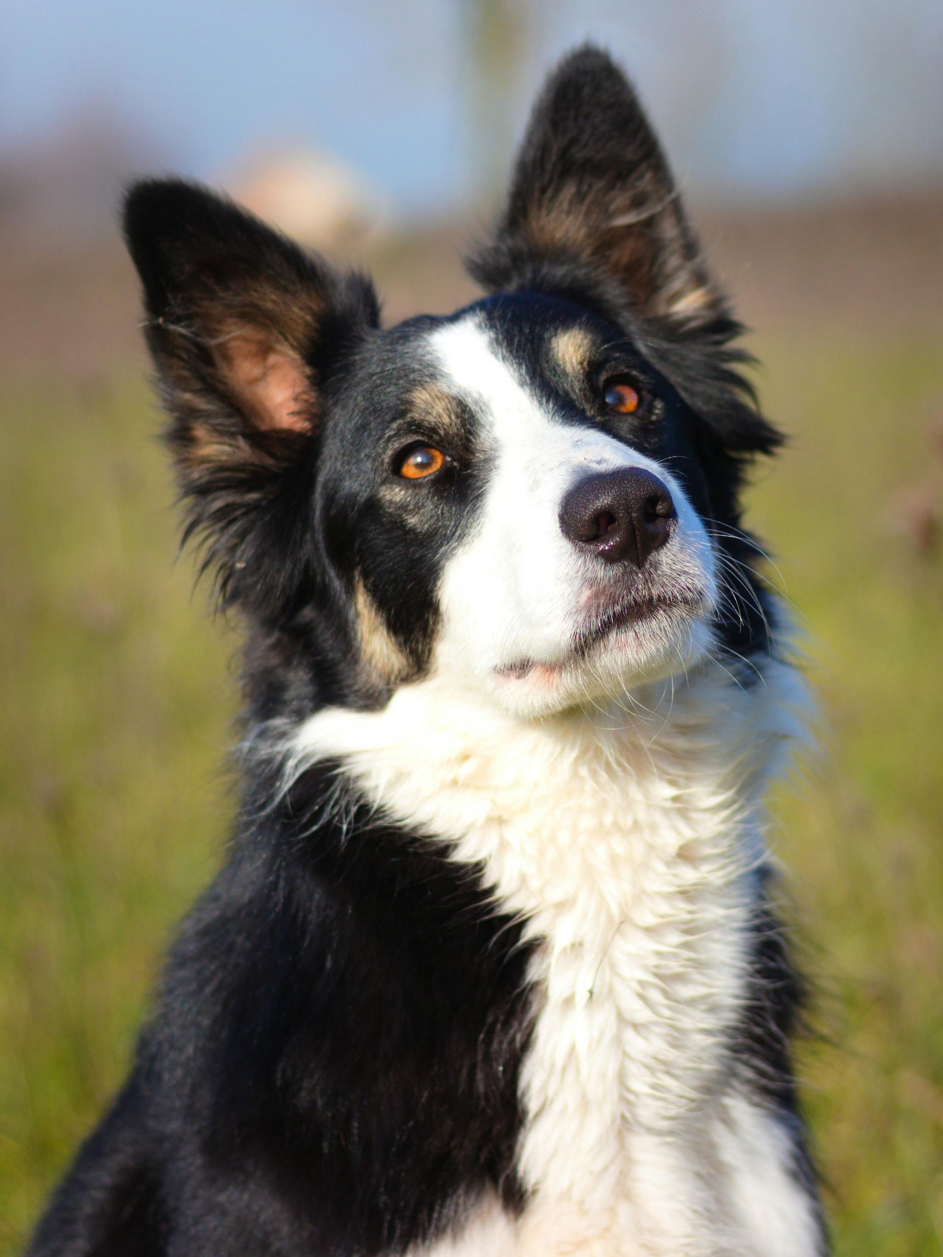 Sport e Attività con il Cane