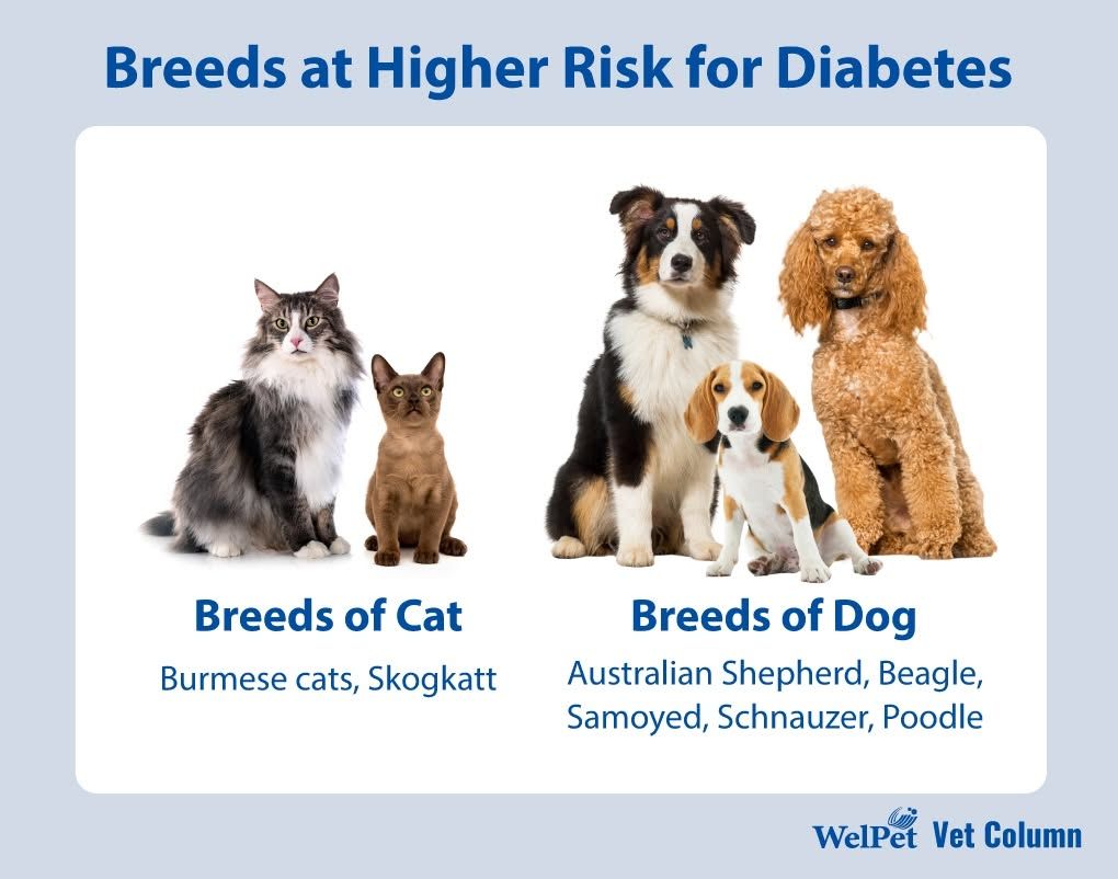 Infographic of cat and dog breeds at higher risk for diabetes, with pet photos and breed names. Infographic of cat and dog breeds at higher risk for diabetes, with pet photos and breed names.
