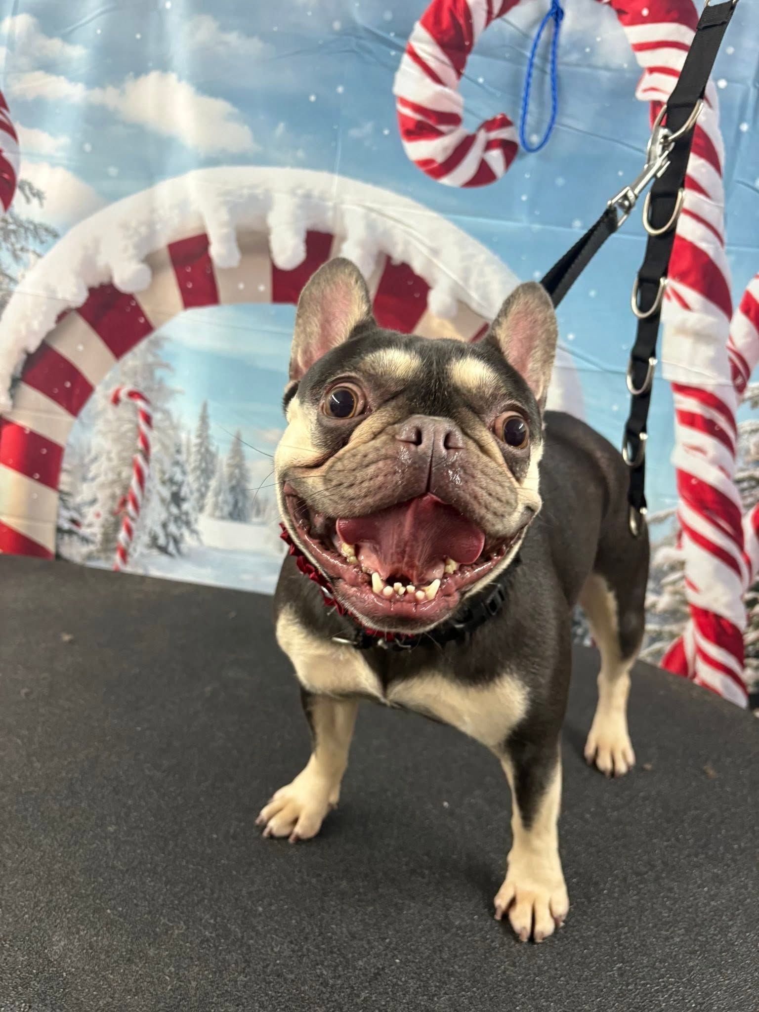 Happy black-and-tan dog on a leash, standing in a festive candy-cane winter backdrop, mouth open and panting. Happy black-and-tan dog on a leash, standing in a festive candy-cane winter backdrop, mouth open and panting.