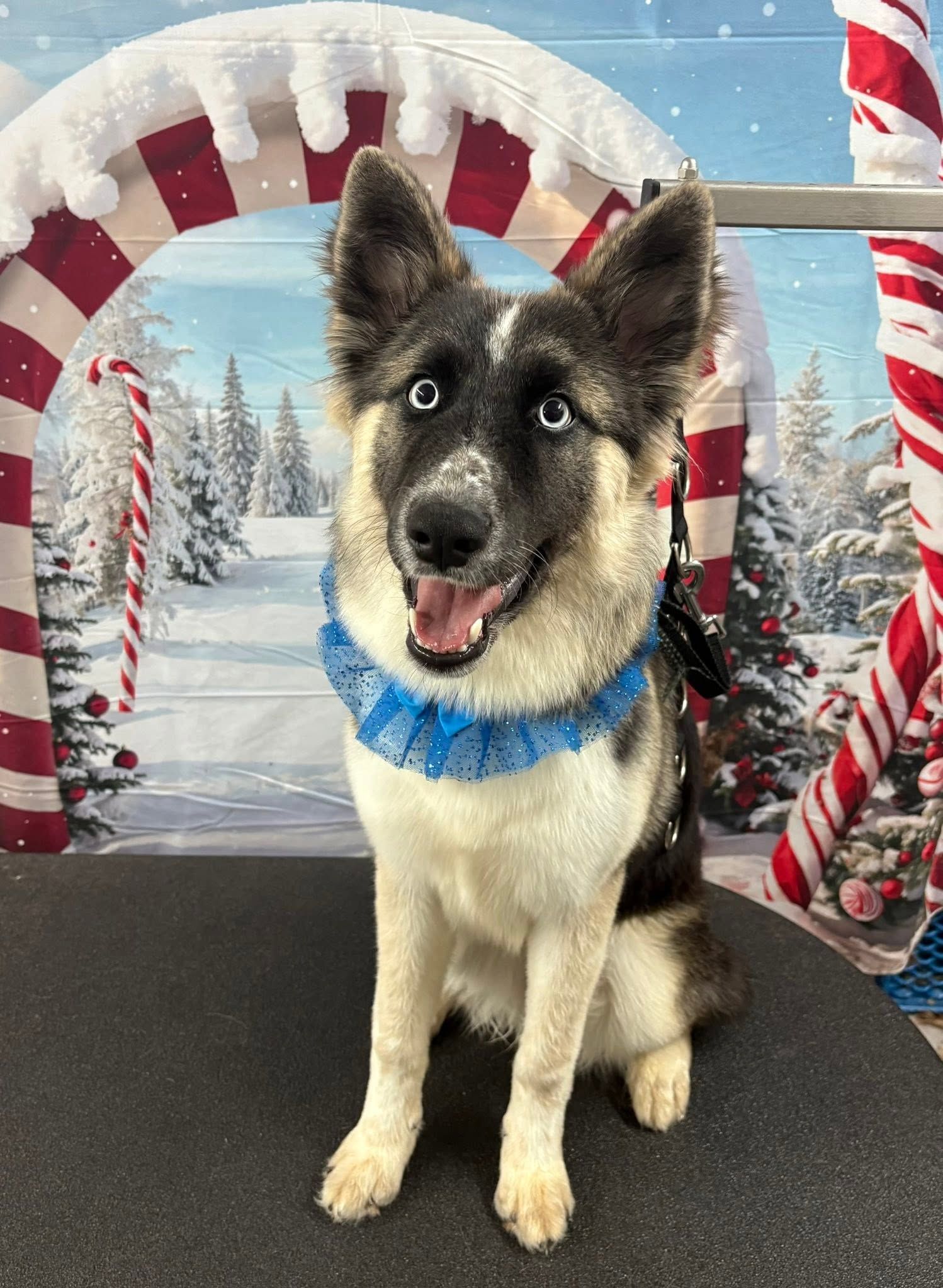 Small black-and-tan dog wearing a blue garland, sitting against a festive winter holiday backdrop. Small black-and-tan dog wearing a blue garland, sitting against a festive winter holiday backdrop.