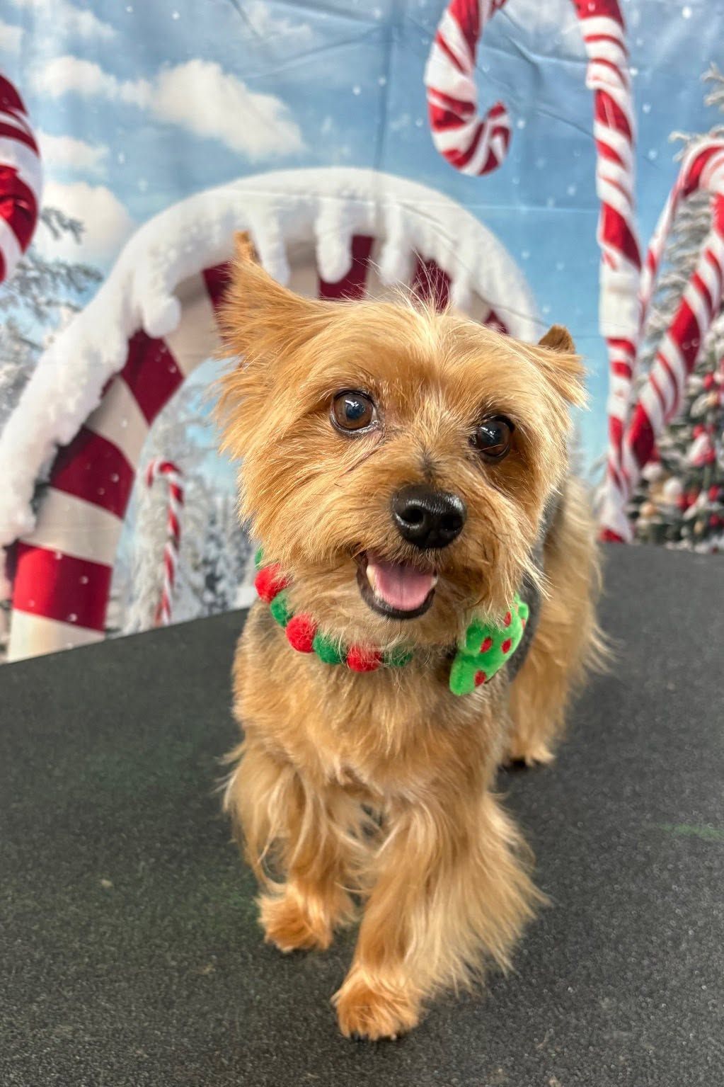 Small tan dog wearing a festive collar, standing in front of candy cane decorations and a snowy backdrop. Small tan dog wearing a festive collar, standing in front of candy cane decorations and a snowy backdrop.
