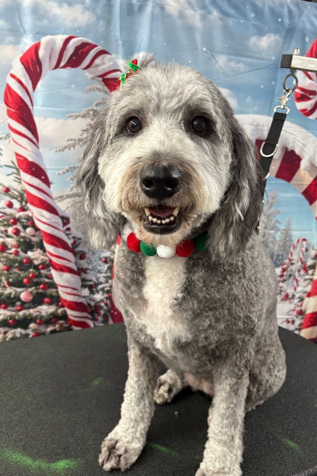 Gray dog in a festive red and green collar posing against a candy cane holiday backdrop Gray dog in a festive red and green collar posing against a candy cane holiday backdrop