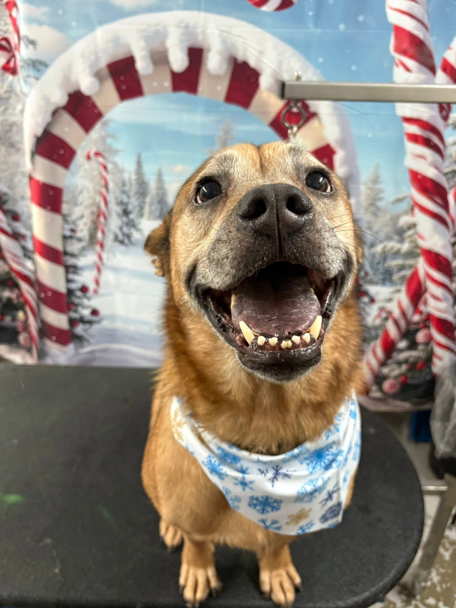 Brown dog wearing a blue snowflake bandana, sitting and smiling in front of a candy cane holiday backdrop. Brown dog wearing a blue snowflake bandana, sitting and smiling in front of a candy cane holiday backdrop.