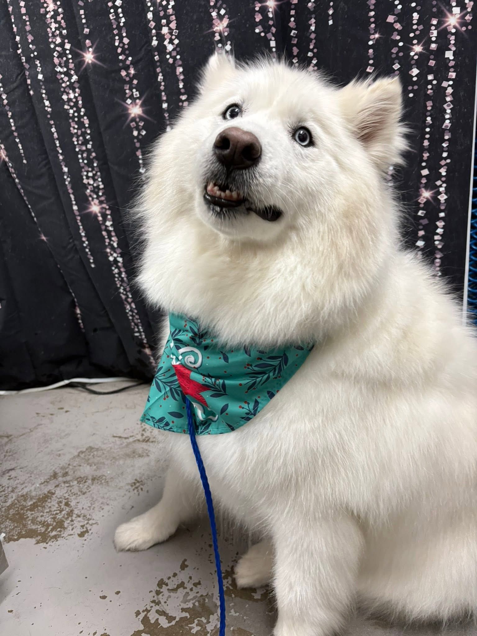 White fluffy dog in a teal bandana sits on a leash against a sparkling black backdrop.