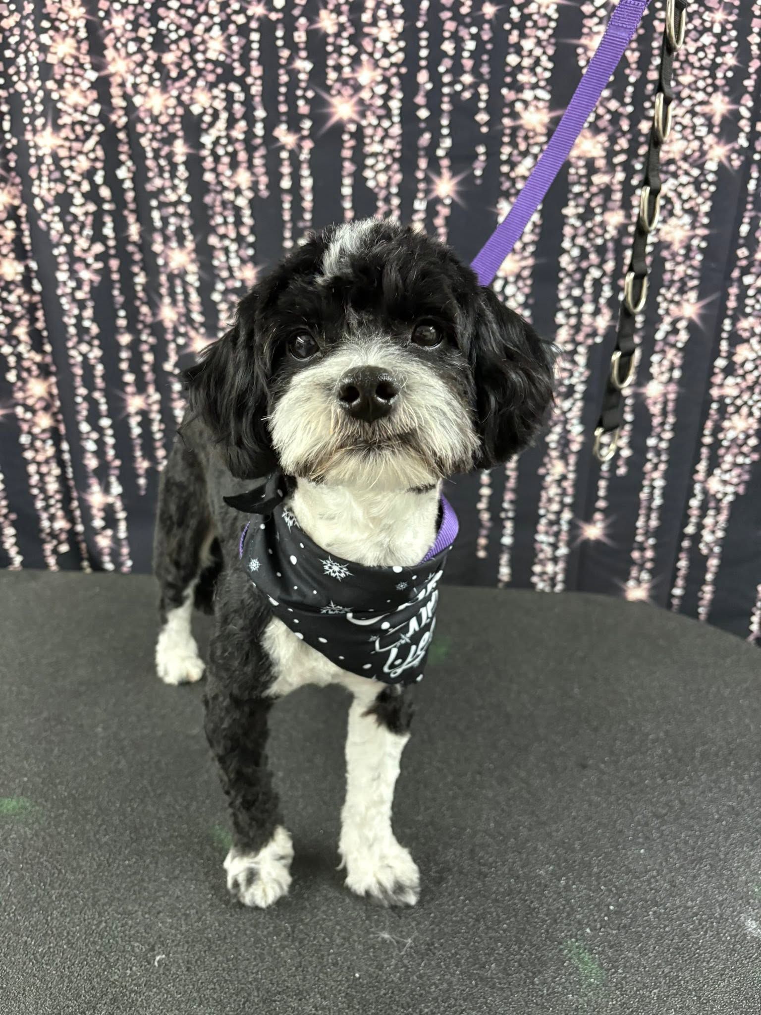 Small black-and-white dog in a black bandana standing on a grooming table with a purple leash.