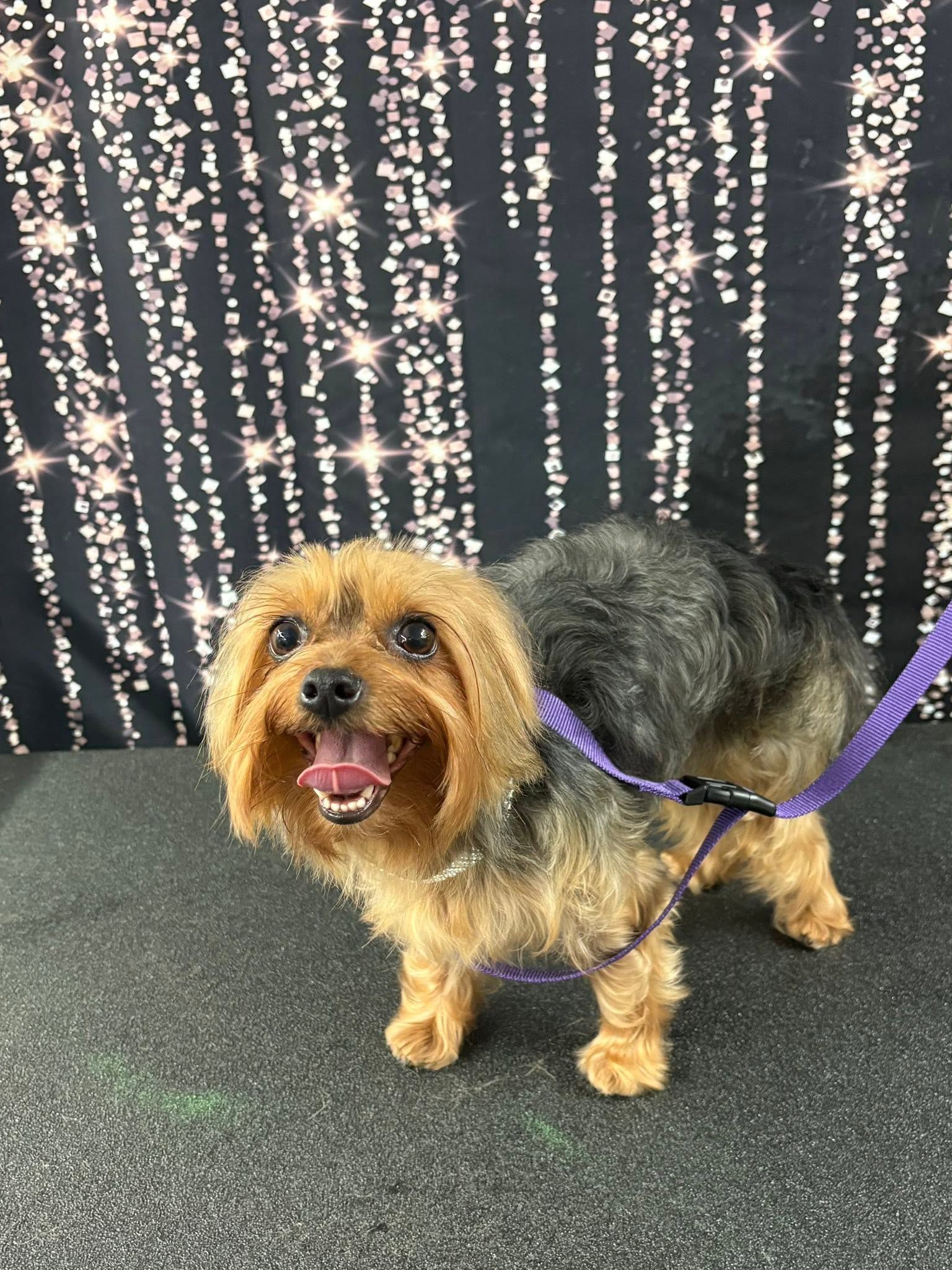 Small tan and black dog on a purple leash, standing against a sparkly dark backdrop, mouth open and alert