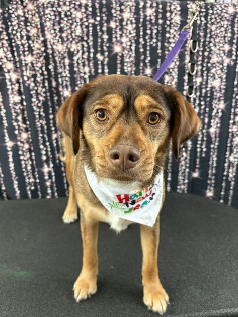 Small brown-and-black dog wearing a bandana, standing on a grooming table with a purple leash. Small brown-and-black dog wearing a bandana, standing on a grooming table with a purple leash.