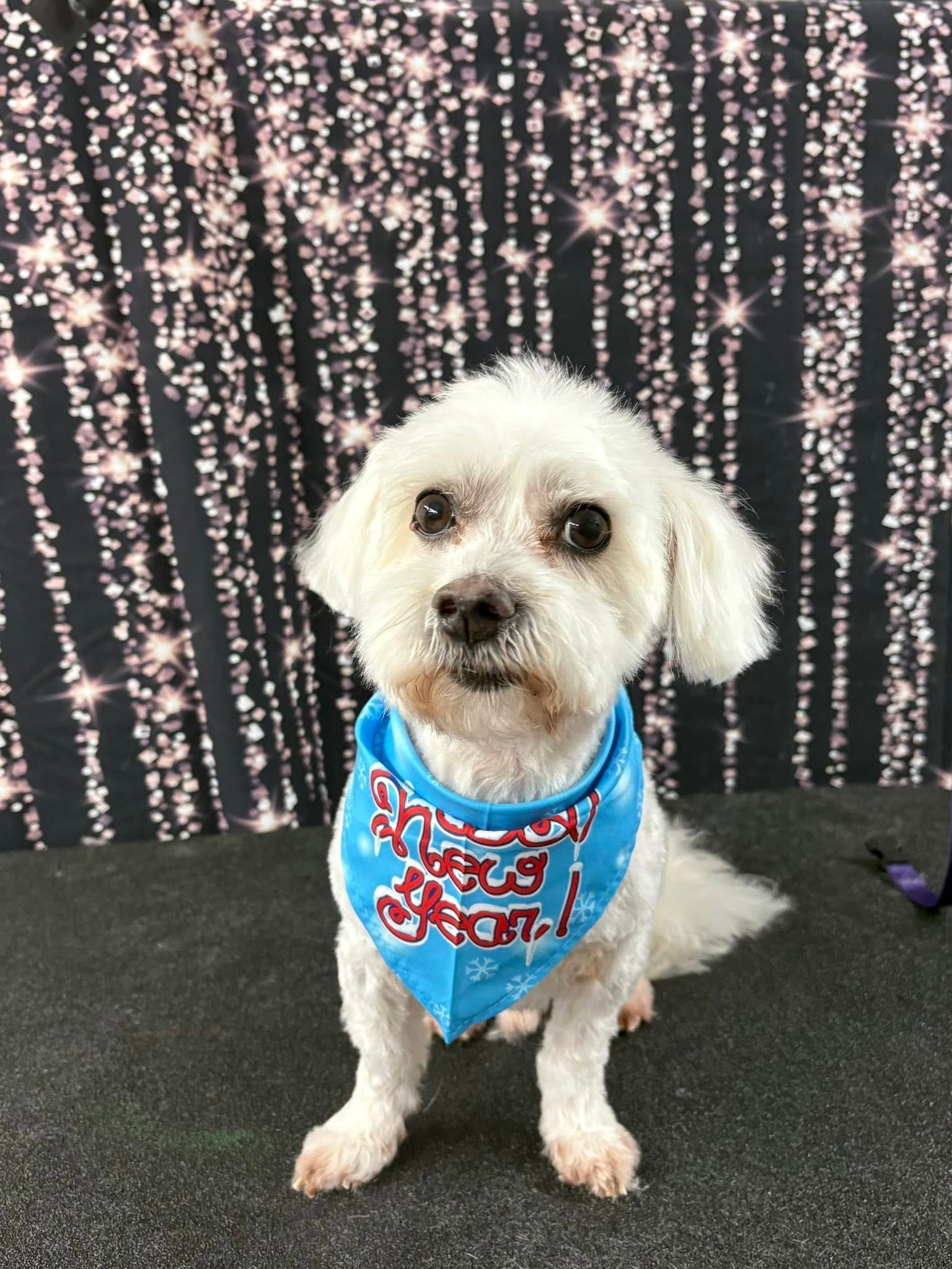 Small white dog wearing a blue bandana, sitting on a black floor in front of a sparkly backdrop. Small white dog wearing a blue bandana, sitting on a black floor in front of a sparkly backdrop.