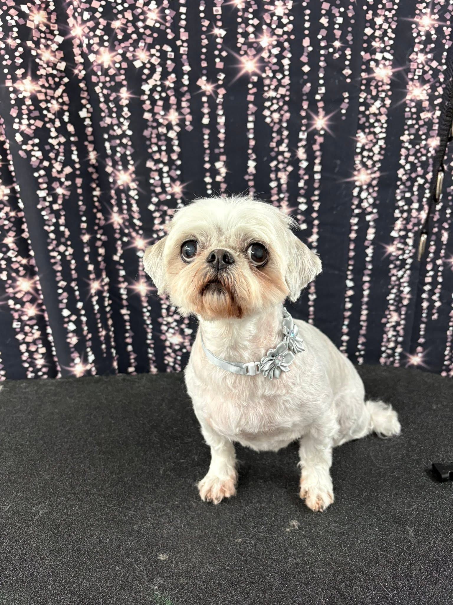 Small white dog sitting on a black floor in front of a sparkly light backdrop, wearing a jeweled collar.