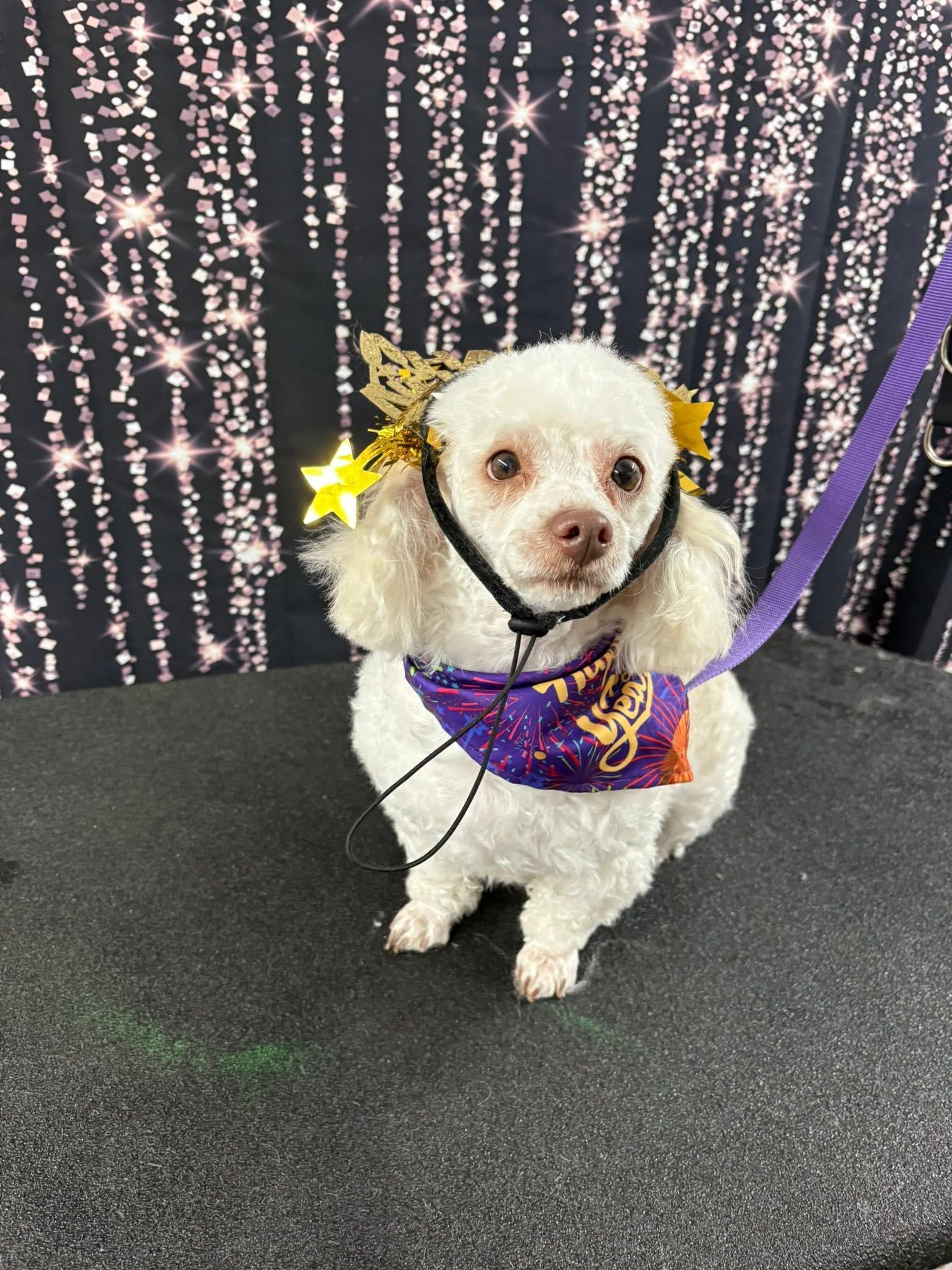 Small white dog in a purple costume with a yellow bow against a sparkling black backdrop