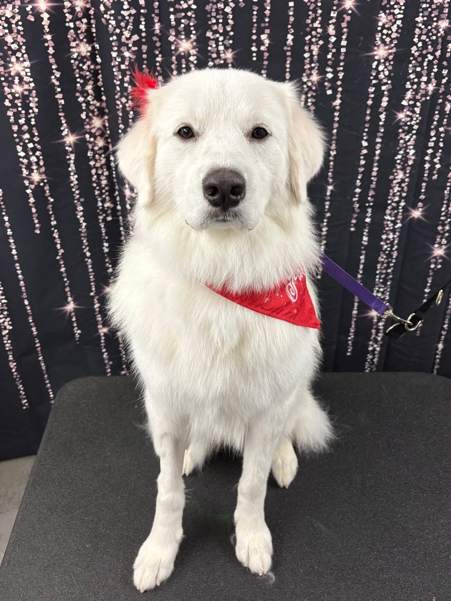 White dog wearing a red bandana sits in front of a sparkly backdrop. White dog wearing a red bandana sits in front of a sparkly backdrop.