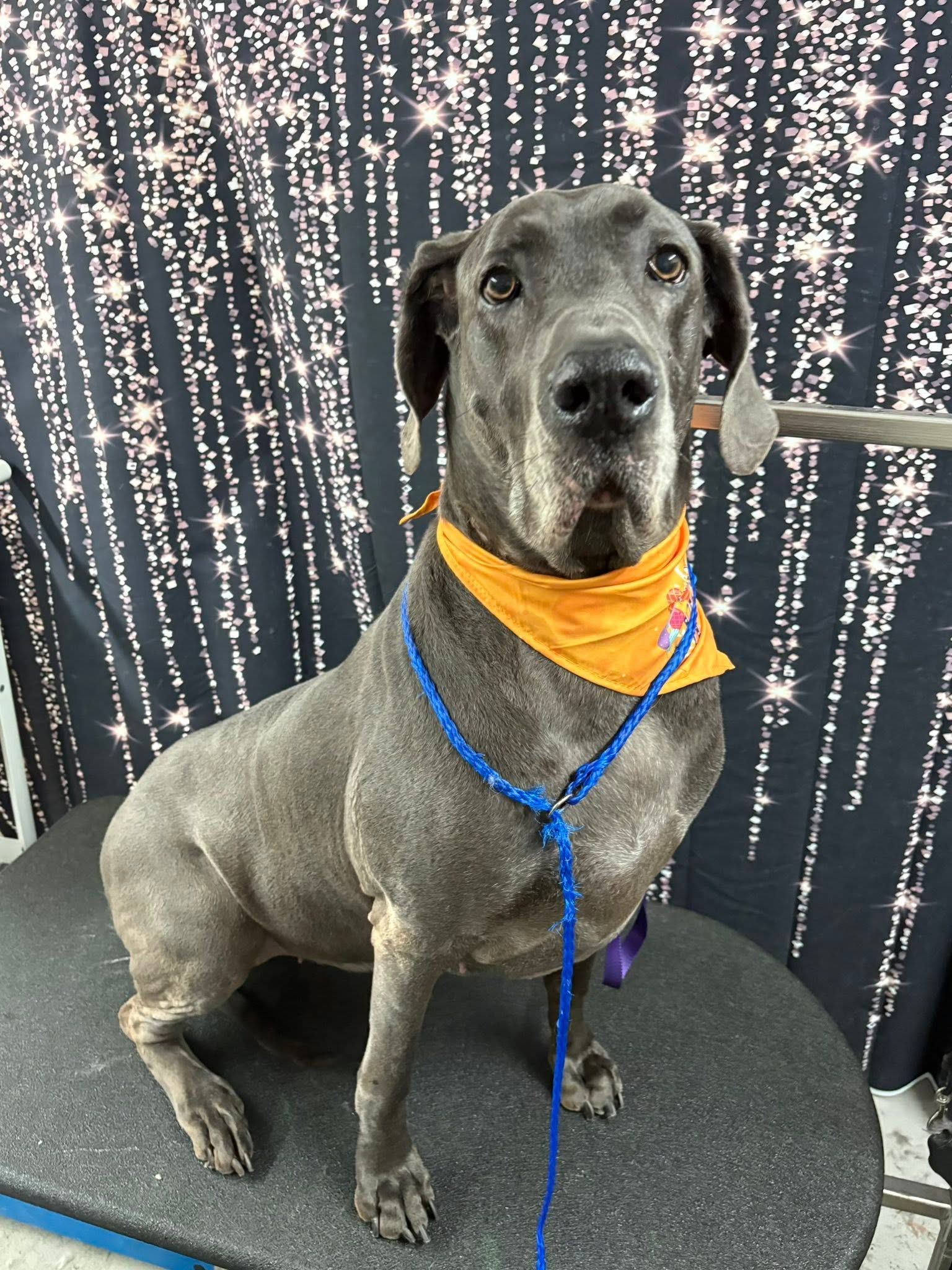 Gray dog wearing an orange bandana and blue leash, sitting on a round platform in front of a patterned backdrop.