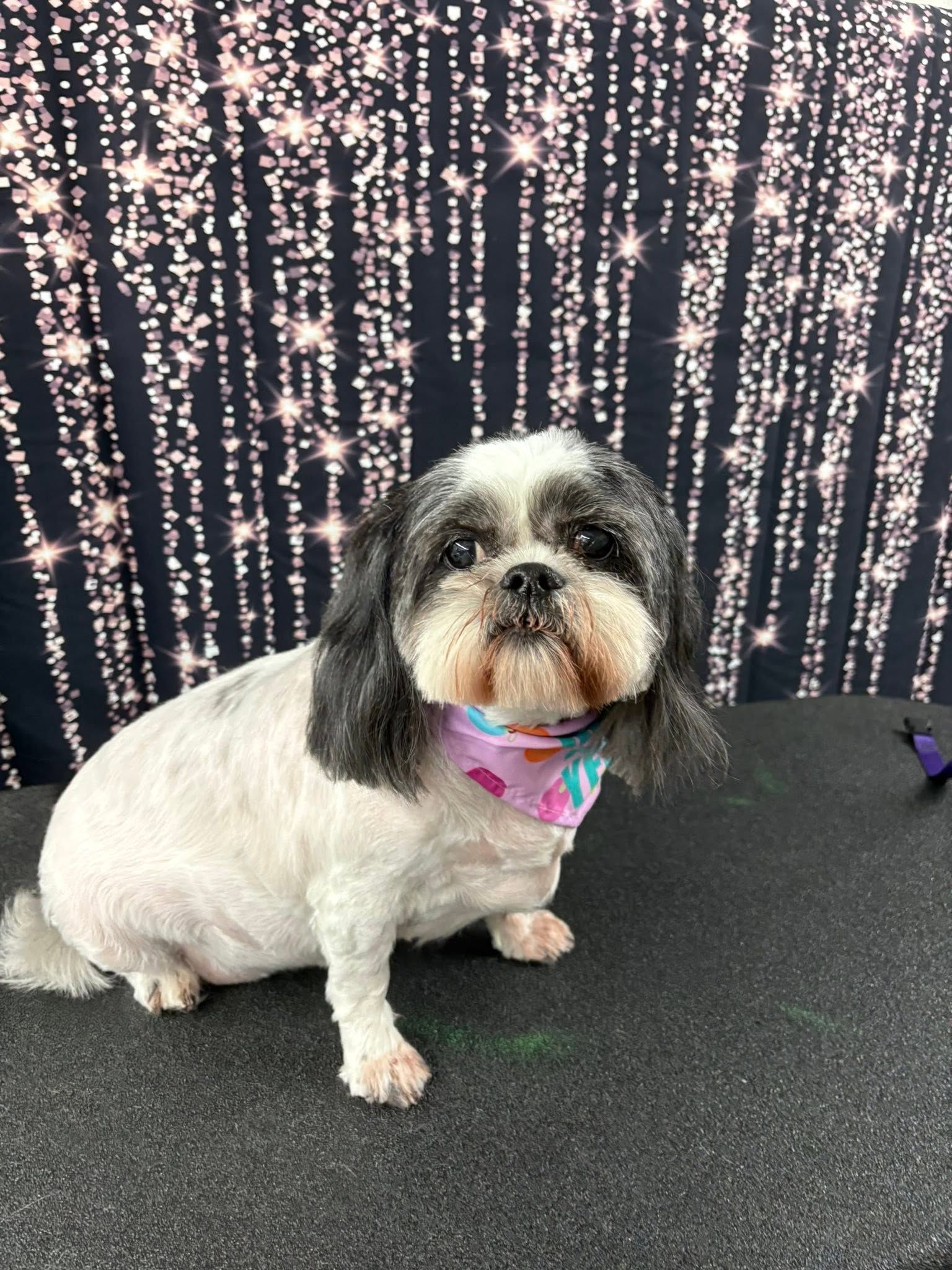 Small black-and-white dog wearing a pink bandana sits on a black surface against a sparkling curtain backdrop. Small black-and-white dog wearing a pink bandana sits on a black surface against a sparkling curtain backdrop.