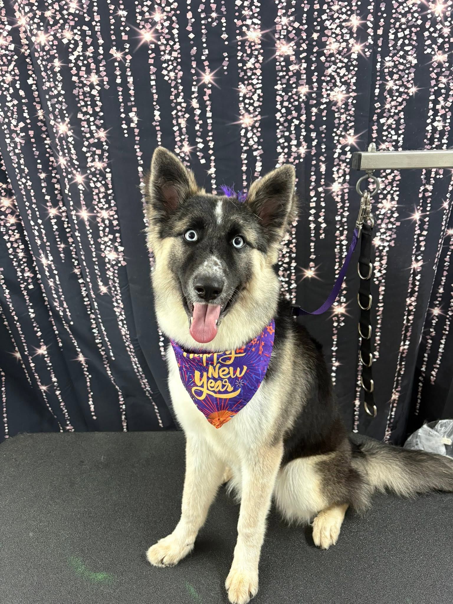 Black-and-white dog wearing a purple bandana sits on a stage with sparkling curtains behind it.
