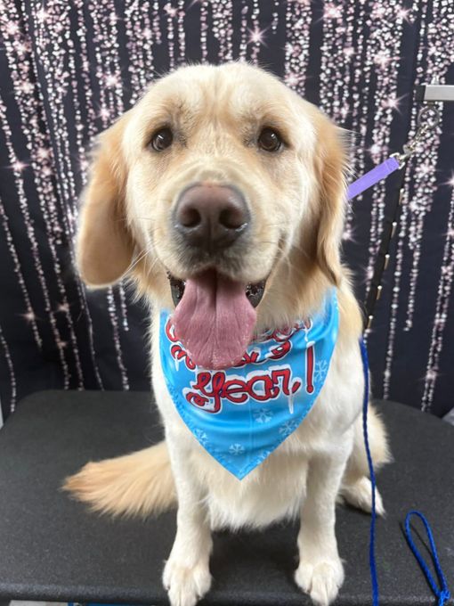 Golden retriever wearing a blue bandana sits on a black table against a glittery backdrop, tongue out. Golden retriever wearing a blue bandana sits on a black table against a glittery backdrop, tongue out.