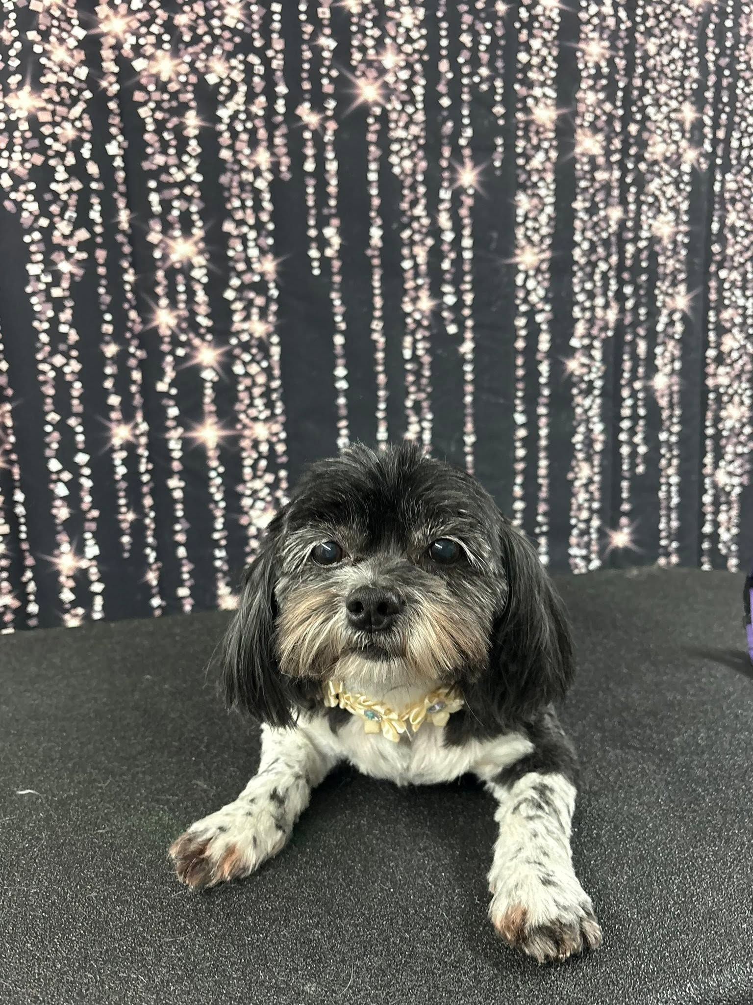 Small black-and-white dog lying on a dark surface in front of a sparkling light backdrop.