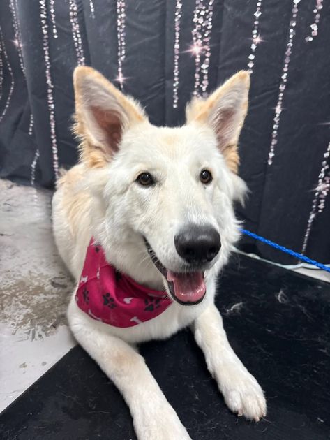 White dog wearing a pink bandana, lying on wet pavement and looking at the camera White dog wearing a pink bandana, lying on wet pavement and looking at the camera